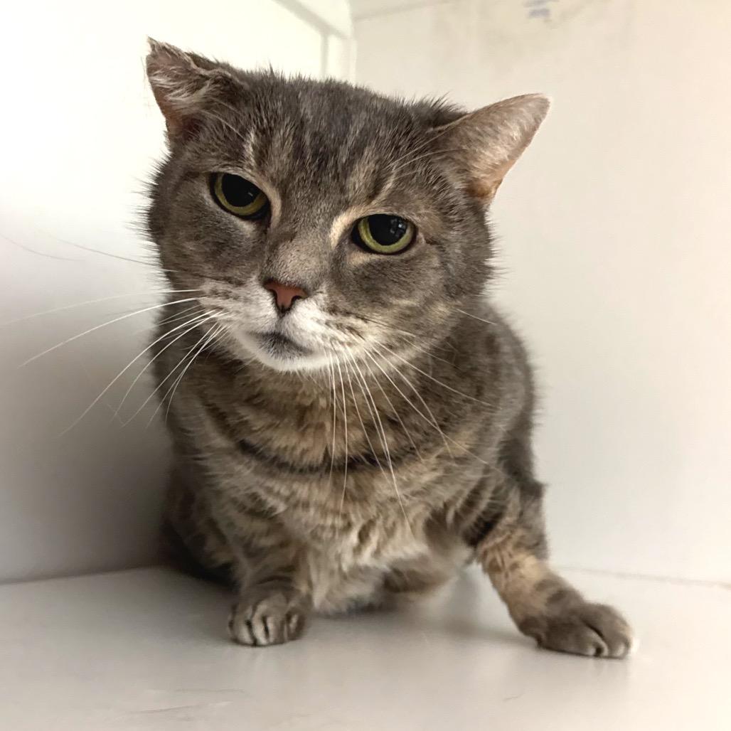 Enlarge Chloe, a Adoptable Domestic Short Hair in Port Angeles, WA image 3/6