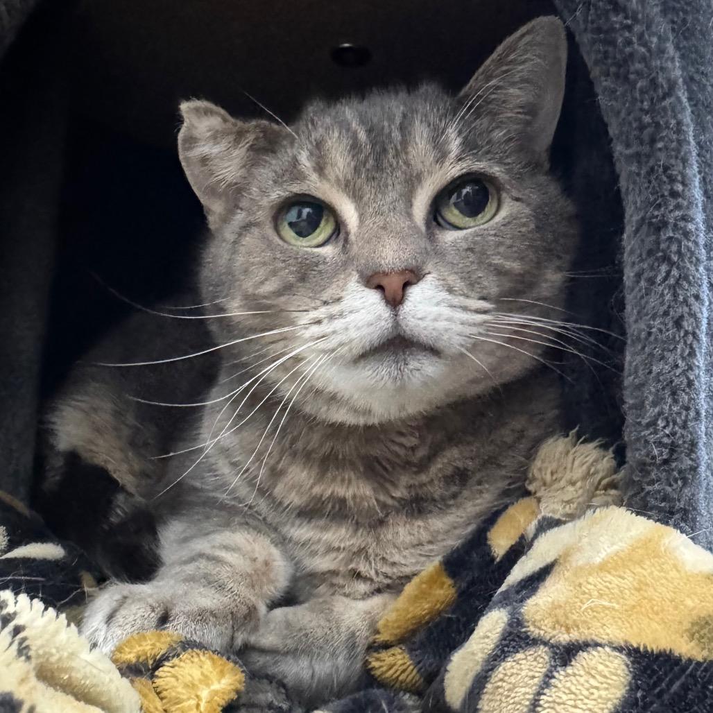 Chloe, a Adoptable Domestic Short Hair in Port Angeles, WA image 4/6