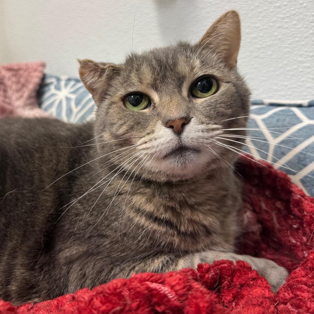Chloe, a Adoptable Domestic Short Hair in Port Angeles, WA image 4/6