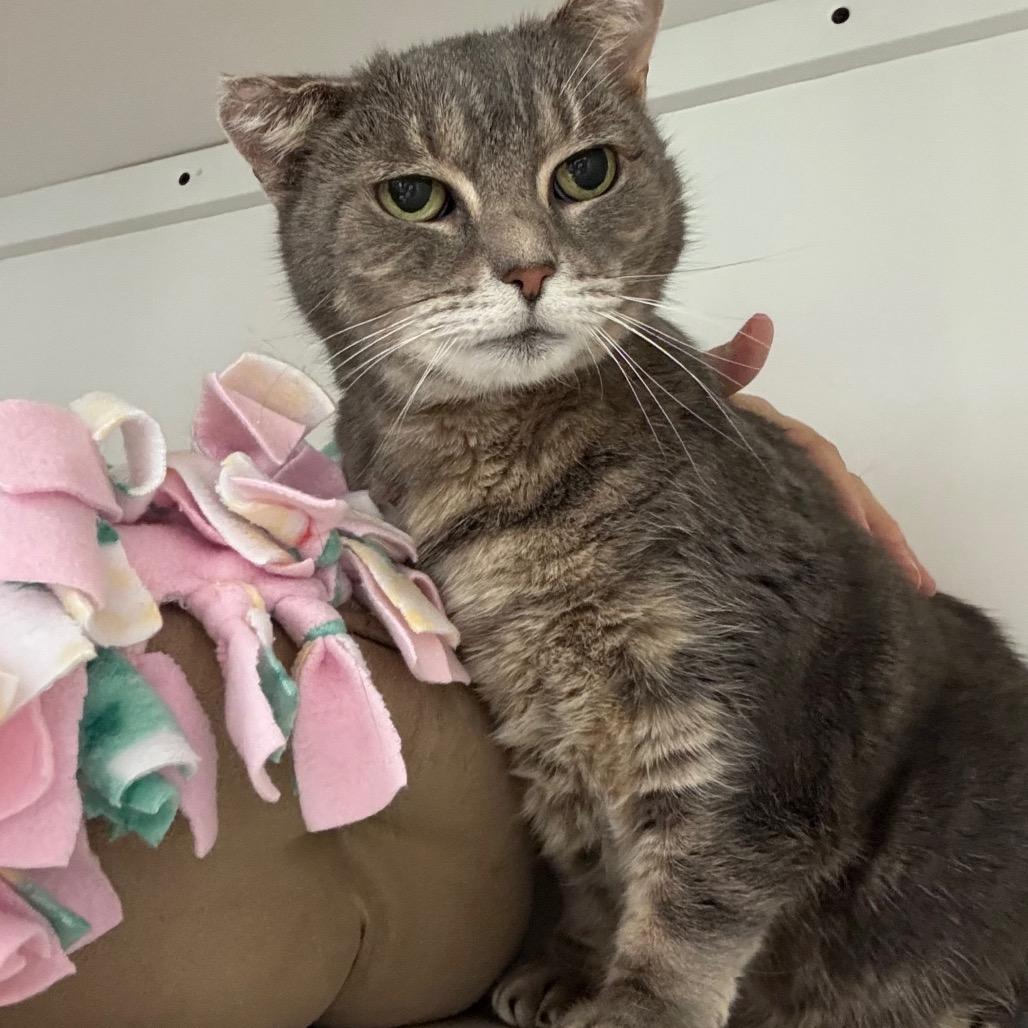 Enlarge Chloe, a Adoptable Domestic Short Hair in Port Angeles, WA image 5/6