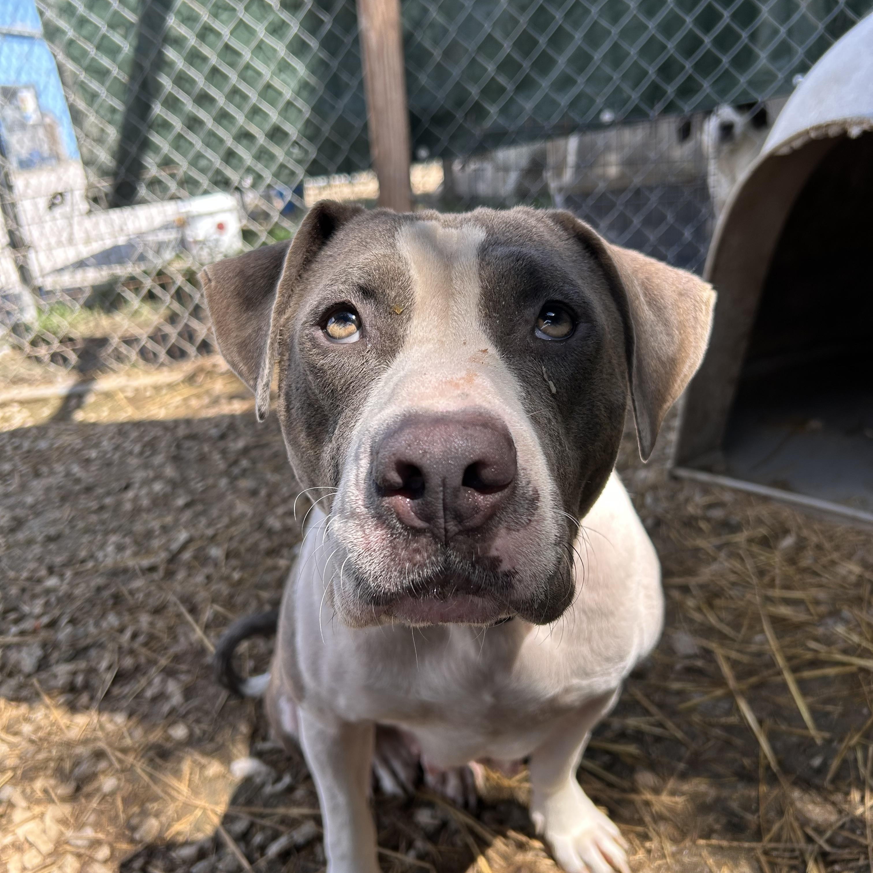 Tina, a Adoptable Mixed Breed in Manchester, TN image 2/6