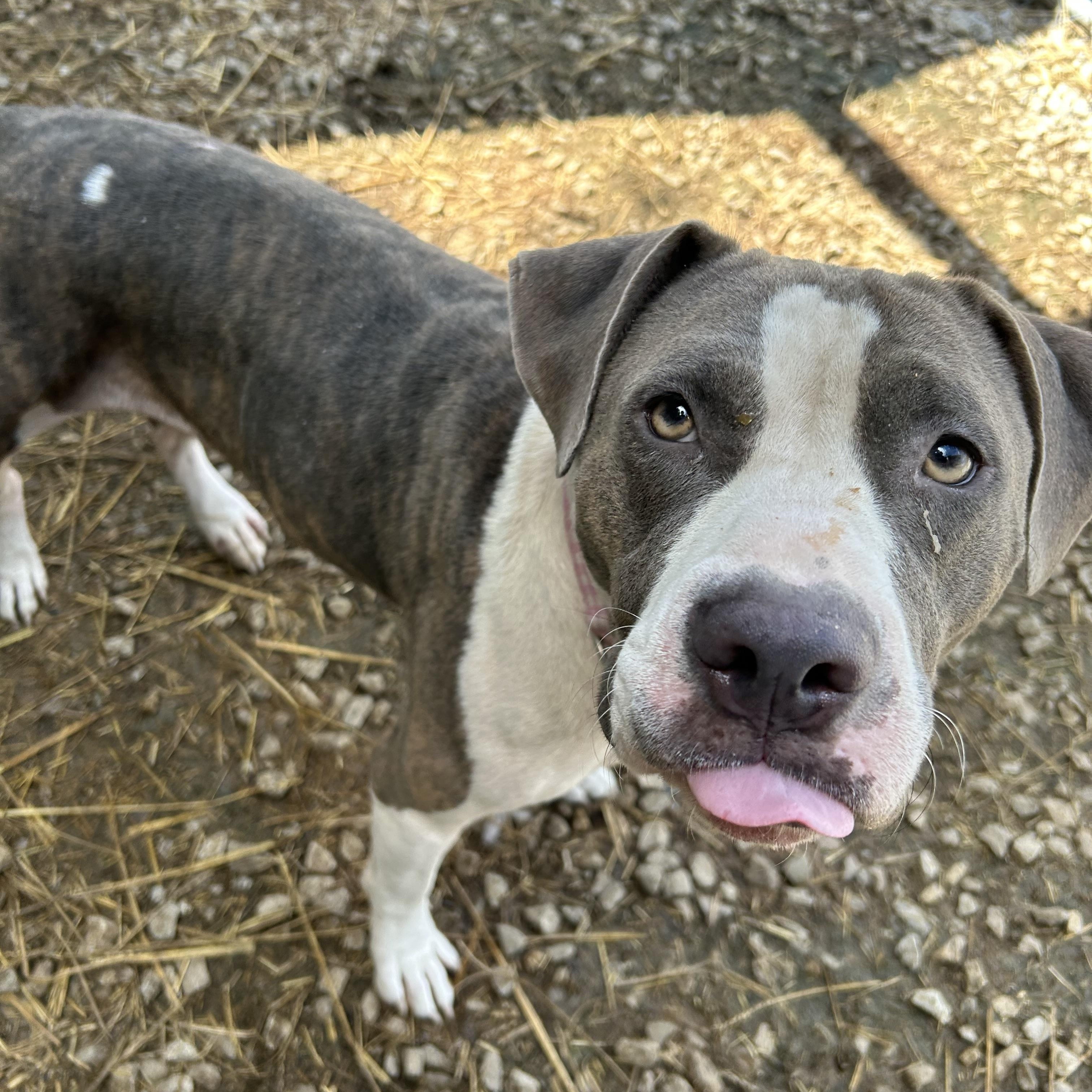 Tina, a Adoptable Mixed Breed in Manchester, TN image 3/6