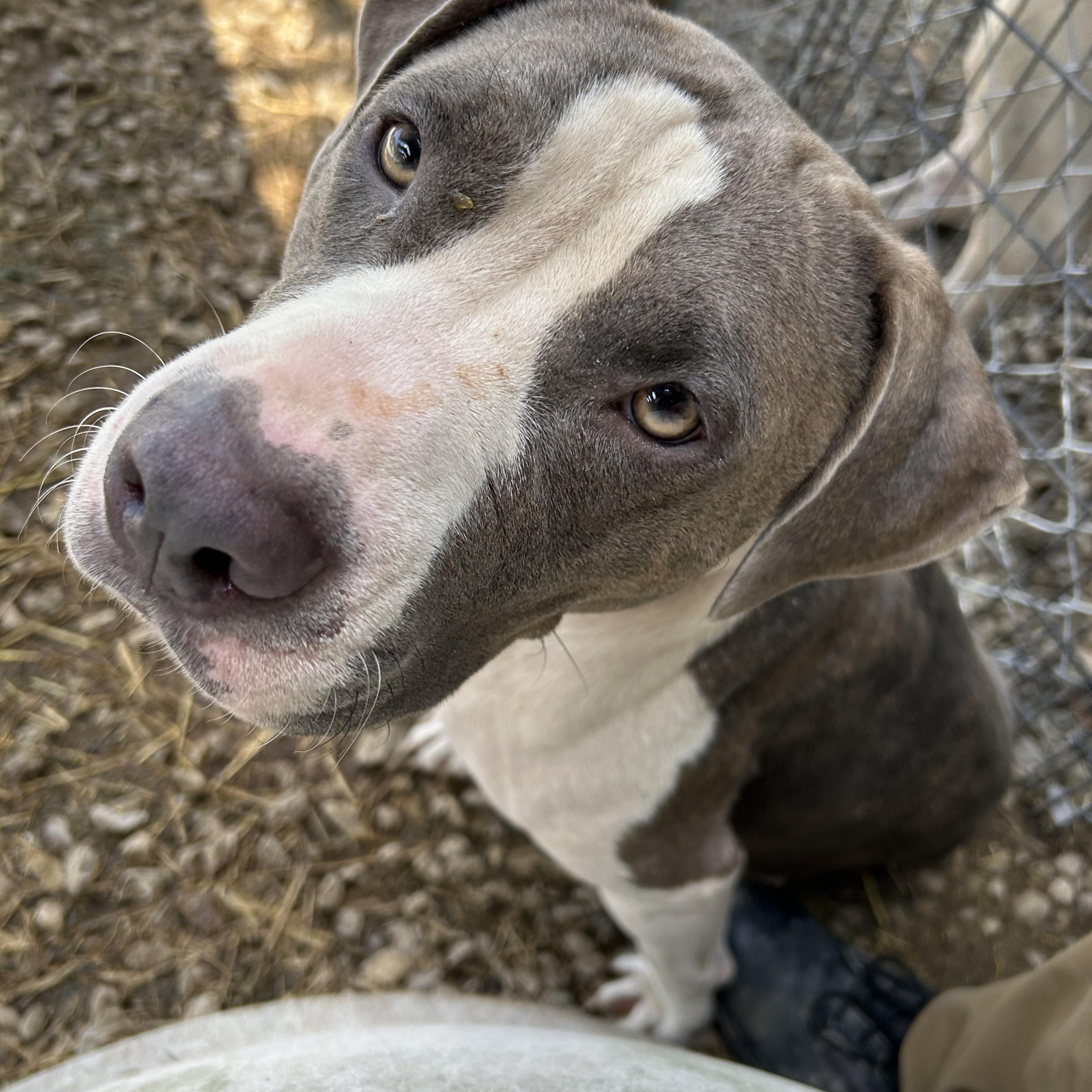 Tina, a Adoptable Mixed Breed in Manchester, TN image 4/6