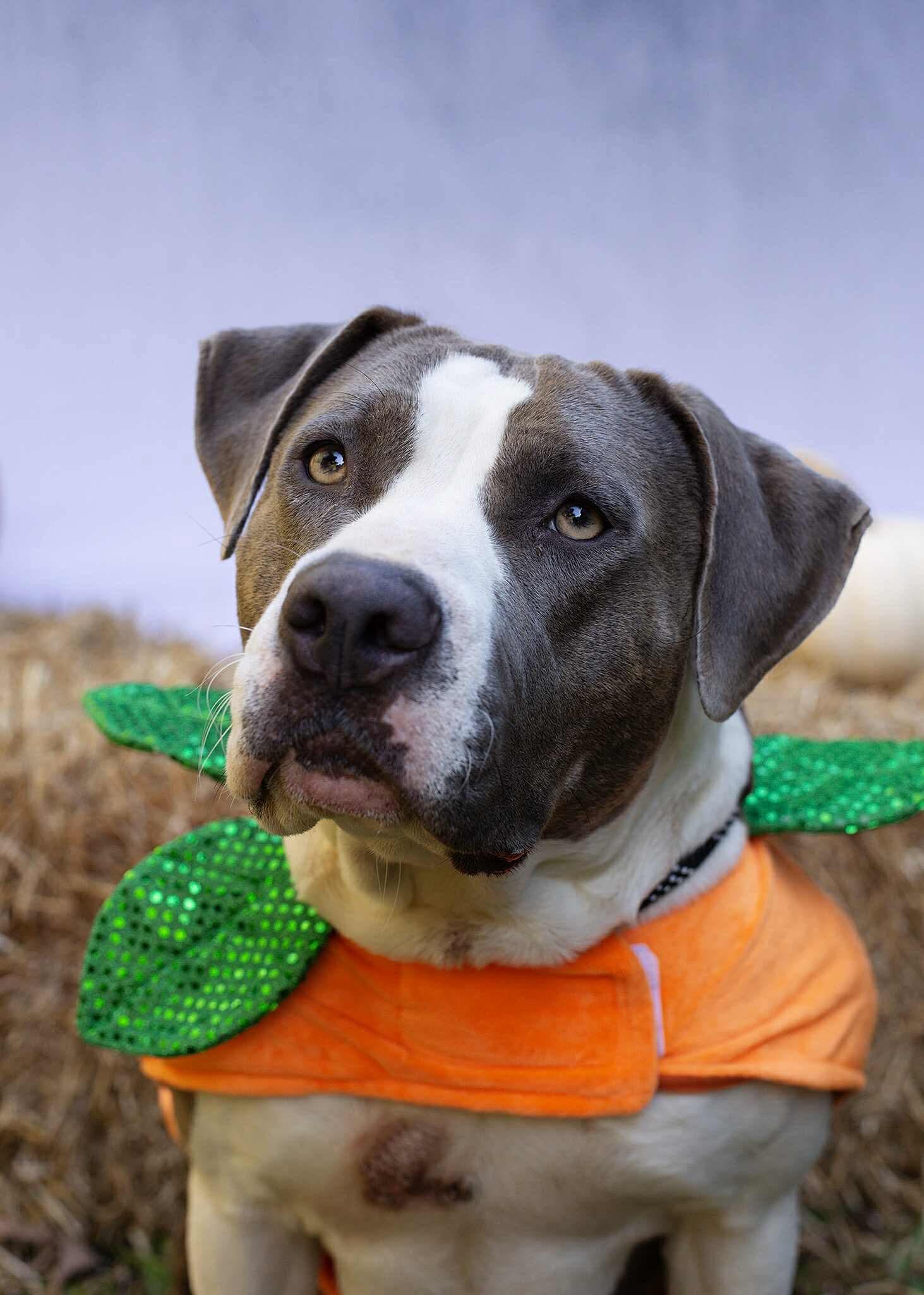 Tina, Adoptable, Senior Female Mixed Breed.