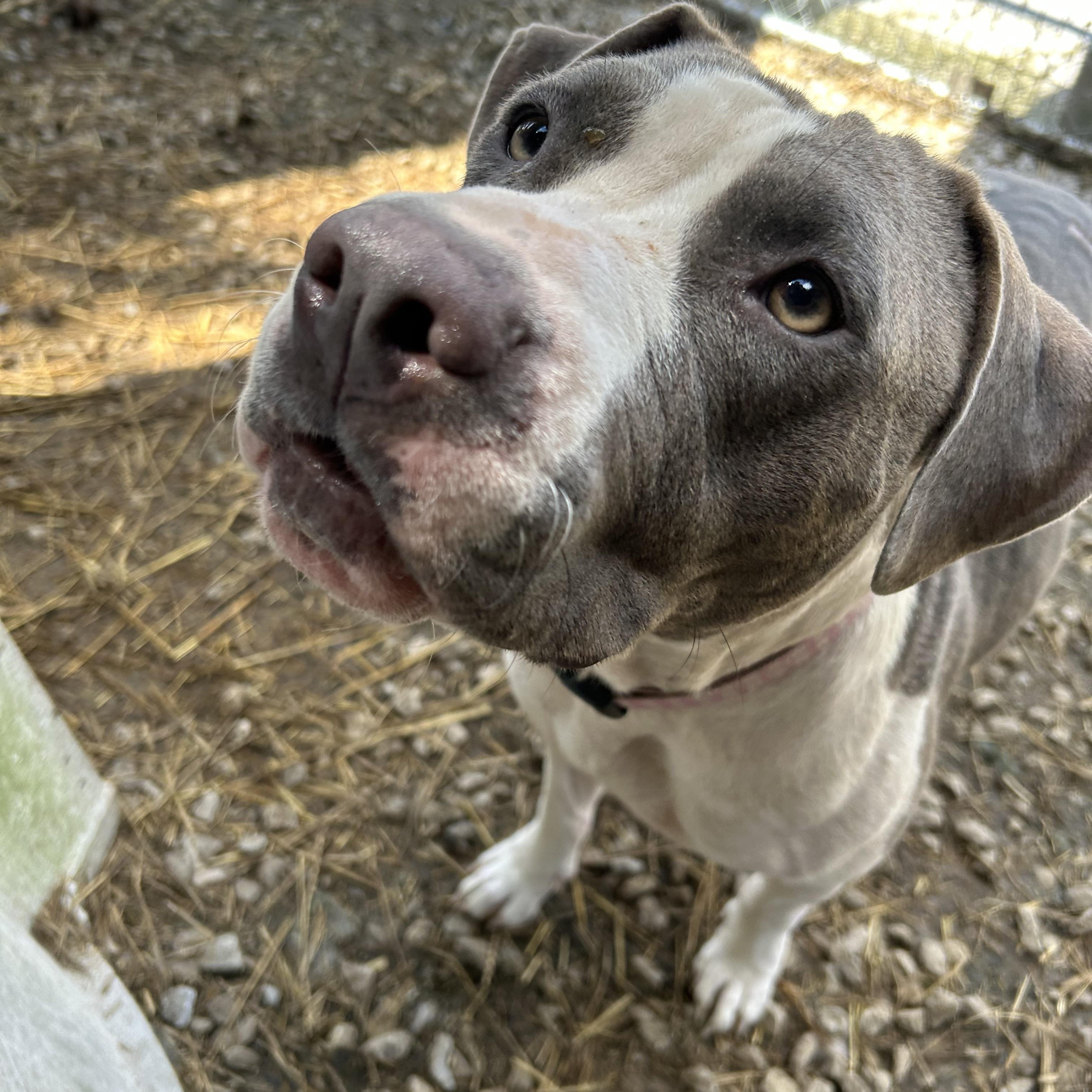 Tina, a Adoptable Mixed Breed in Manchester, TN image 6/6