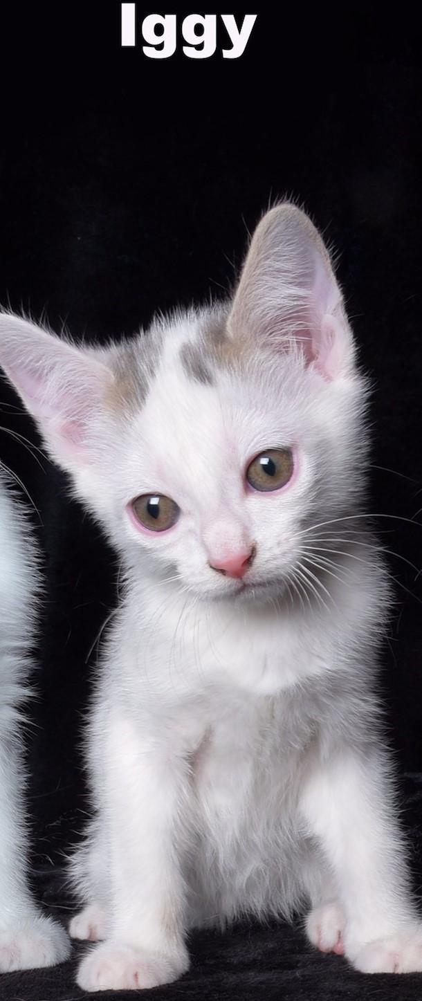 Iggy, Adopted, Young Male Domestic Short Hair.