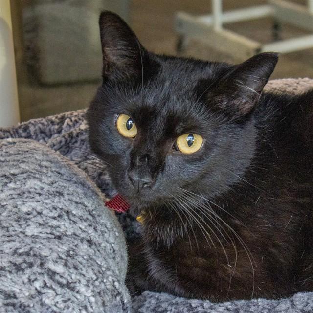 Enlarge MARINA, a Adoptable Domestic Short Hair in St. Louis, MO image 1/1