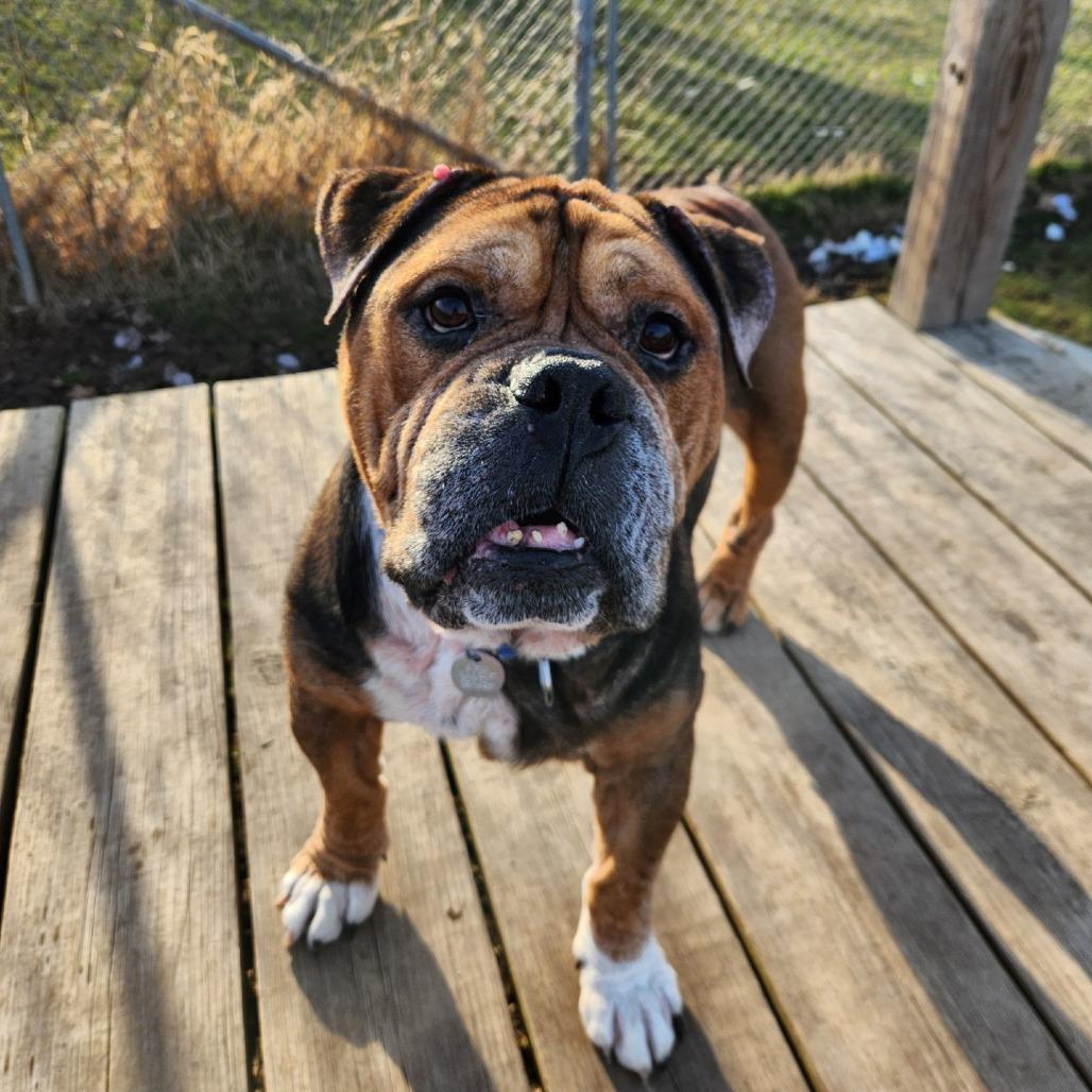 Mr. Worldwide, a Adoptable English Bulldog in Brookfield, WI image 1/5
