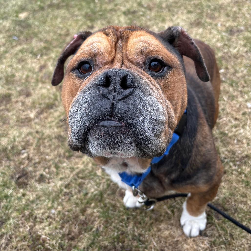 Mr. Worldwide, a Adoptable English Bulldog in Brookfield, WI image 3/5