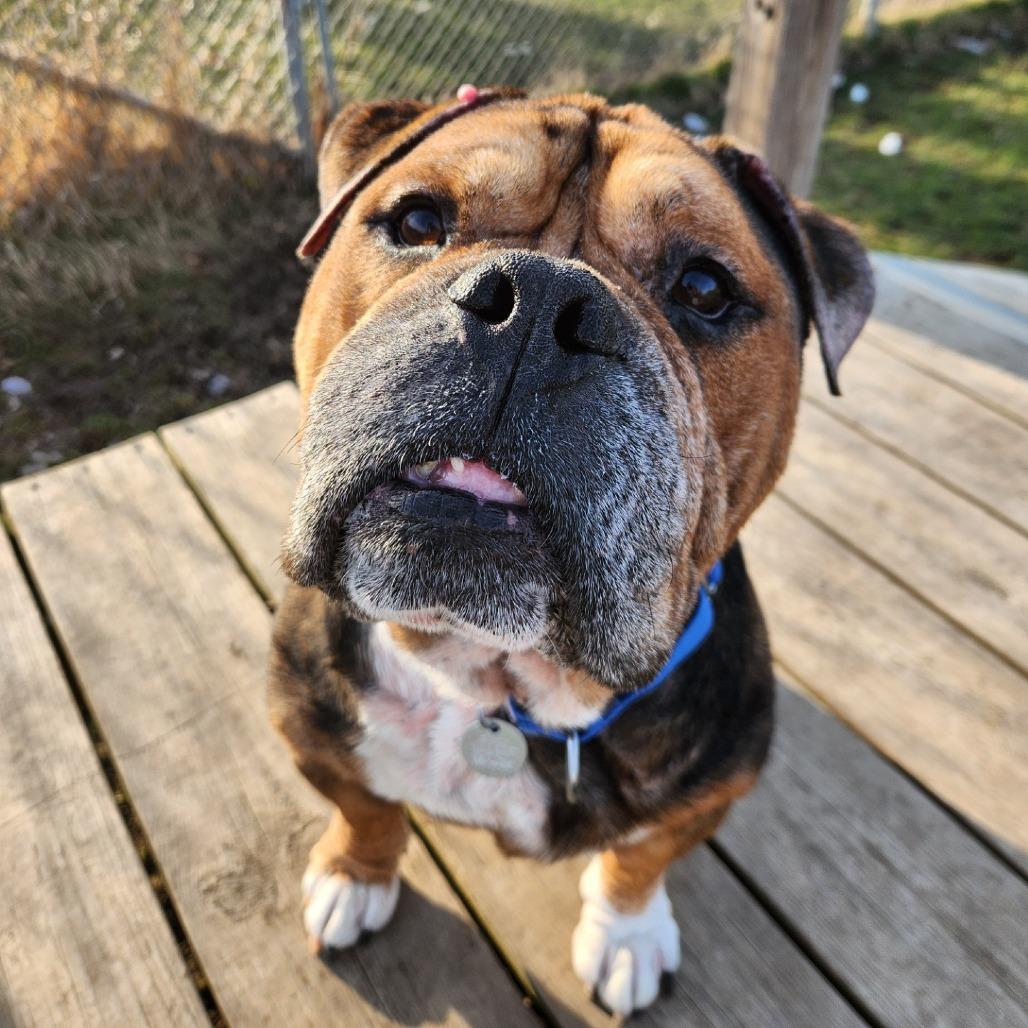Mr. Worldwide, a Adoptable English Bulldog in Brookfield, WI image 5/5