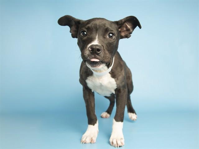 Enlarge CALVIN, a Adoptable Pit Bull Terrier in Phoenix, AZ image 1/1