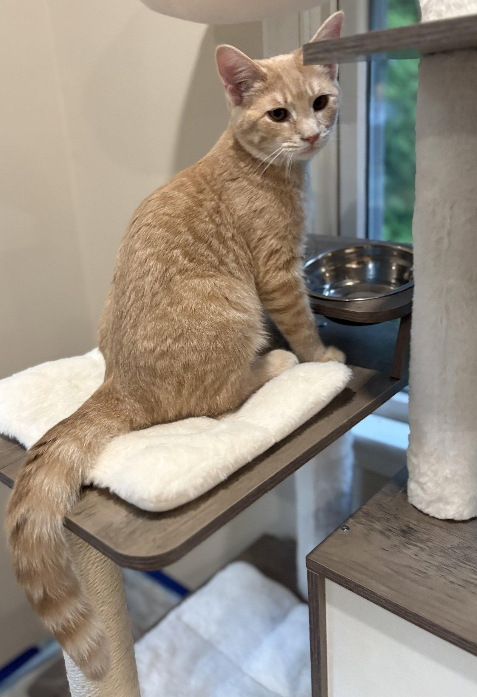Jameson, Adoptable, Young Male Domestic Short Hair.