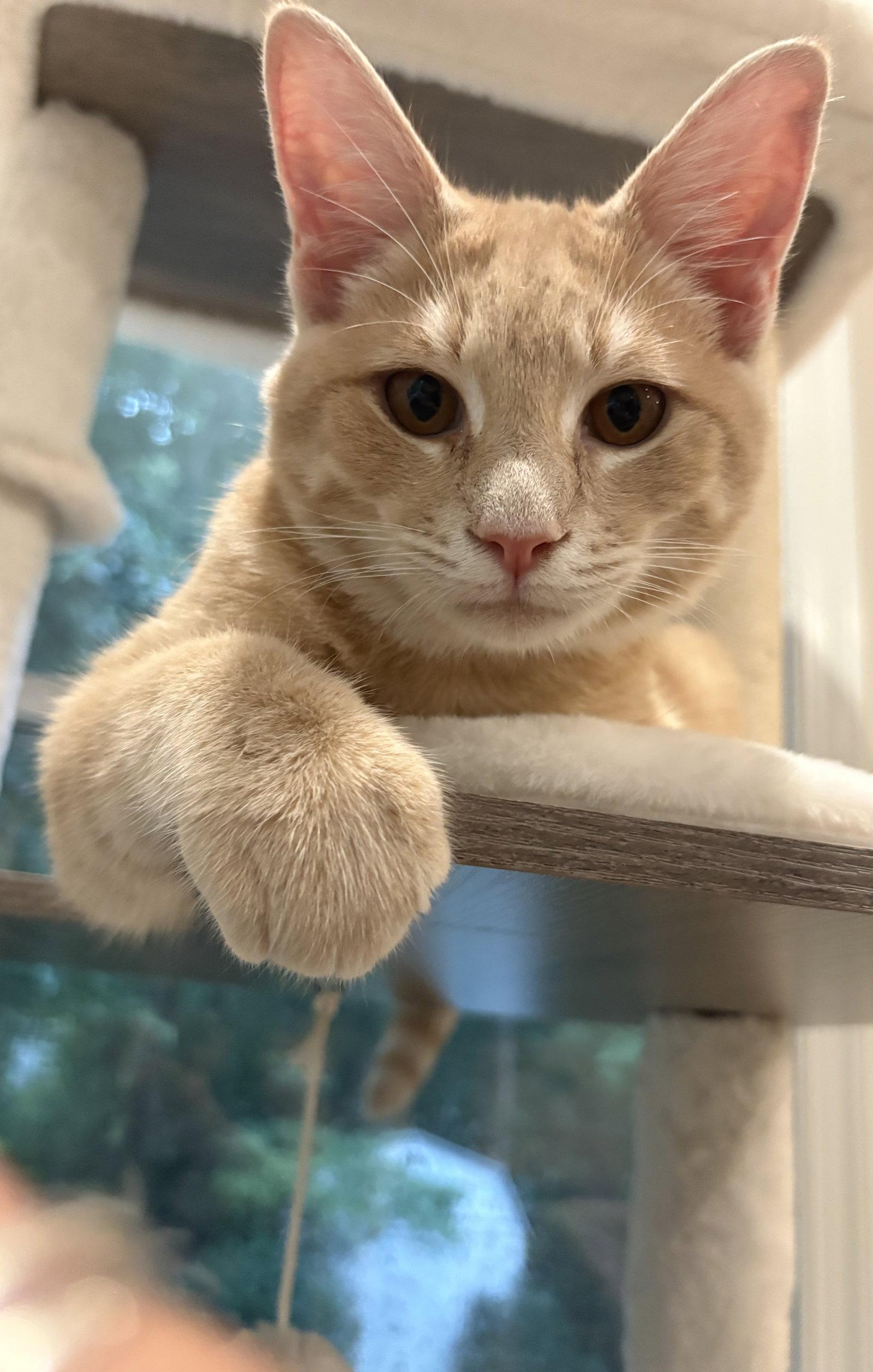 Enlarge Jameson, a Adoptable Domestic Short Hair in Reston, VA image 2/3
