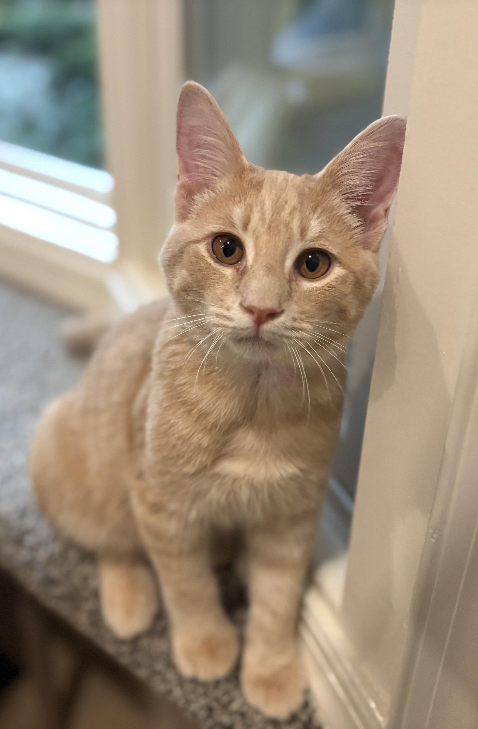 Enlarge Jameson, a Adoptable Domestic Short Hair in Reston, VA image 3/3