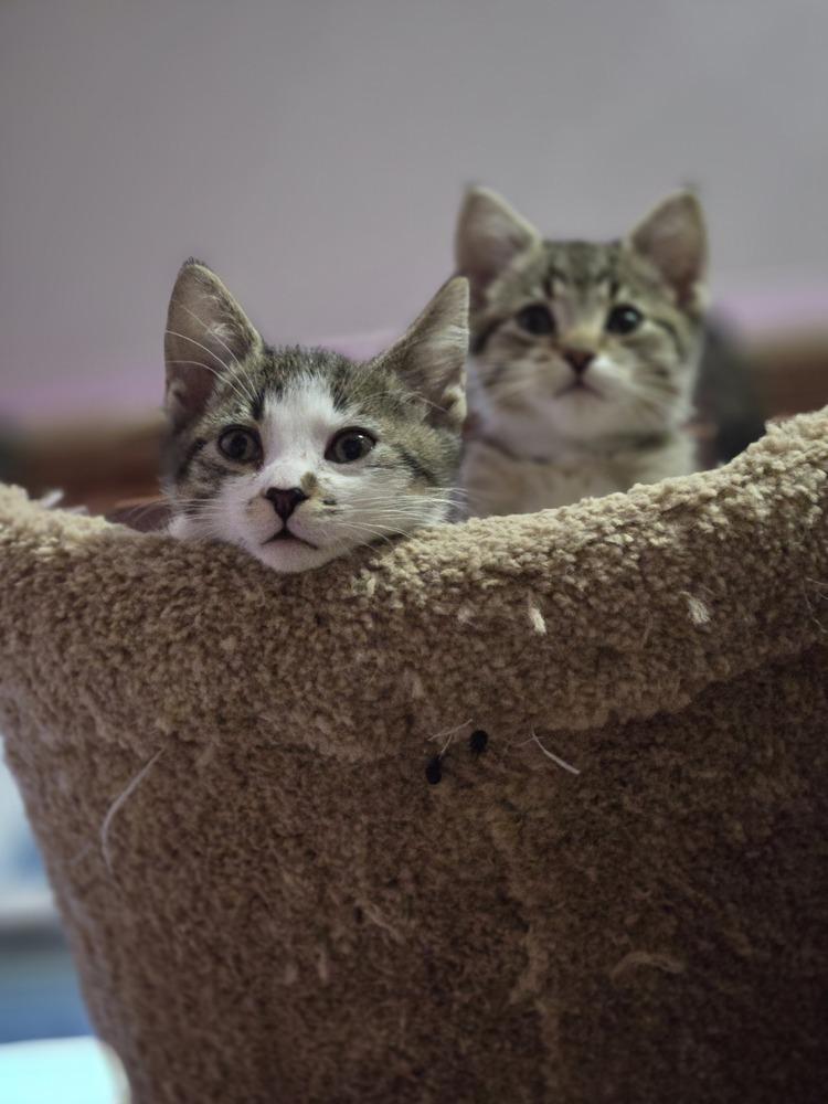 Curly, Adoptable, Kitten Male Domestic Short Hair.