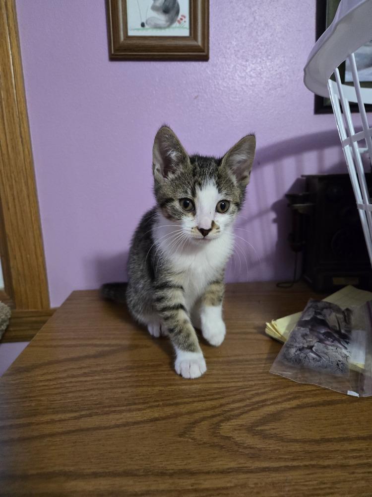Enlarge Curly, a Adoptable mixed breed in Union Grove, WI image 2/4