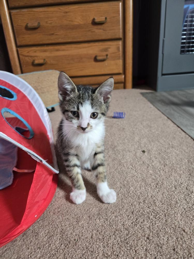 Enlarge Curly, a Adoptable mixed breed in Union Grove, WI image 3/4