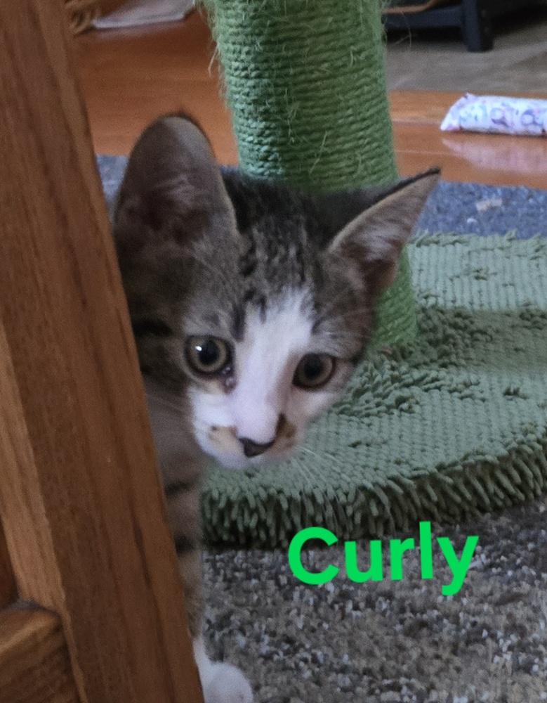 Enlarge Curly, a Adoptable mixed breed in Union Grove, WI image 4/4