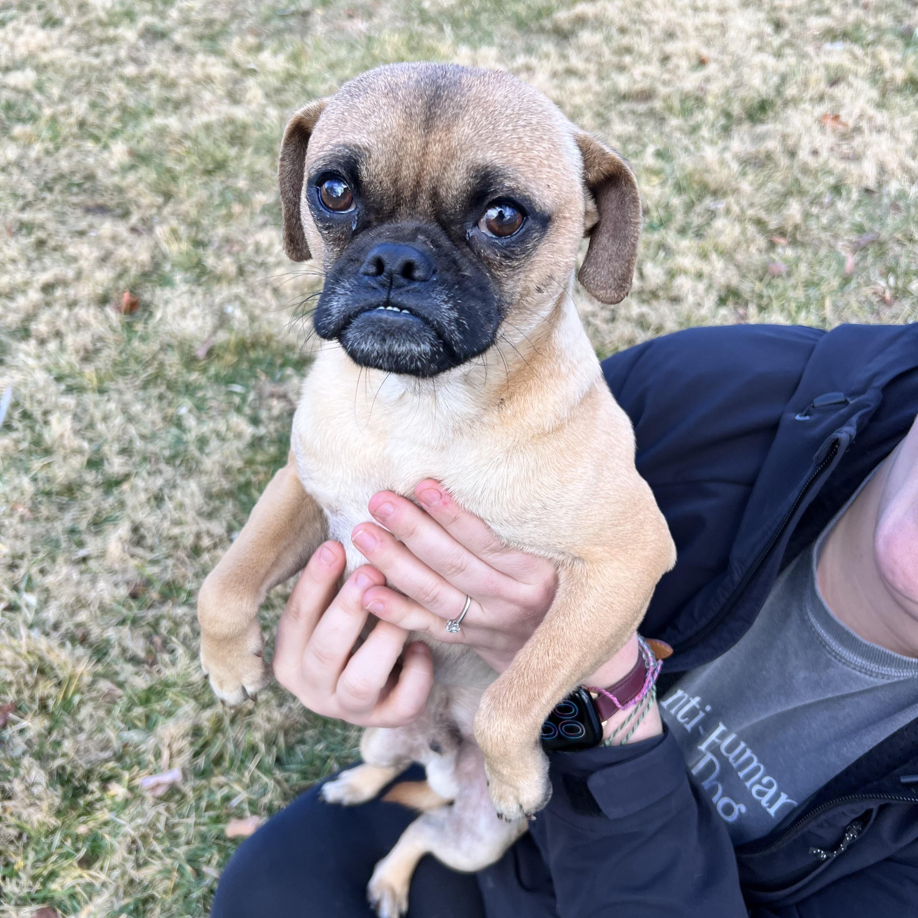 Enlarge Jimbo, a ADOPTABLE mixed breed in Hughesville, MD image 4/5