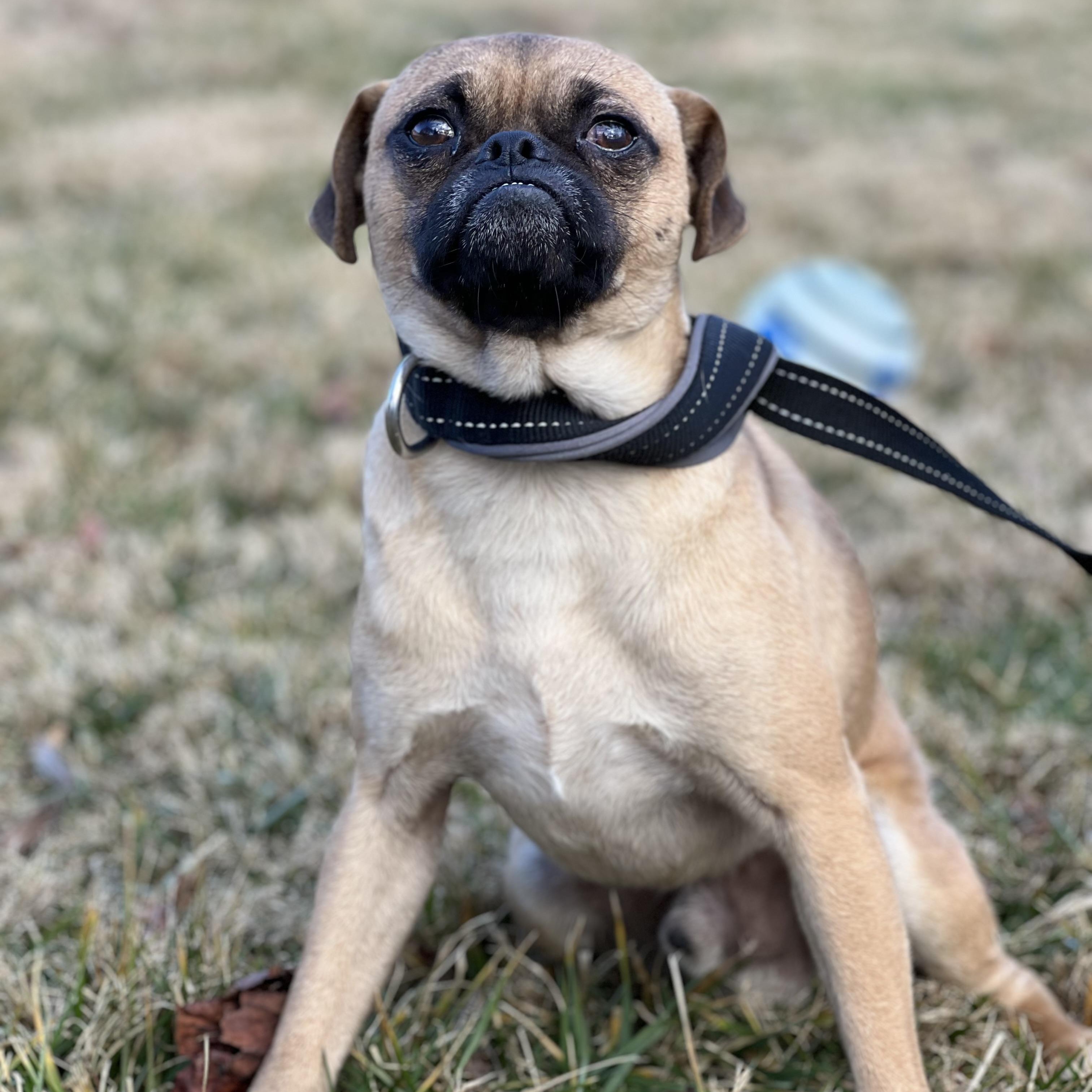 Enlarge Jimbo, a ADOPTABLE mixed breed in Hughesville, MD image 5/5