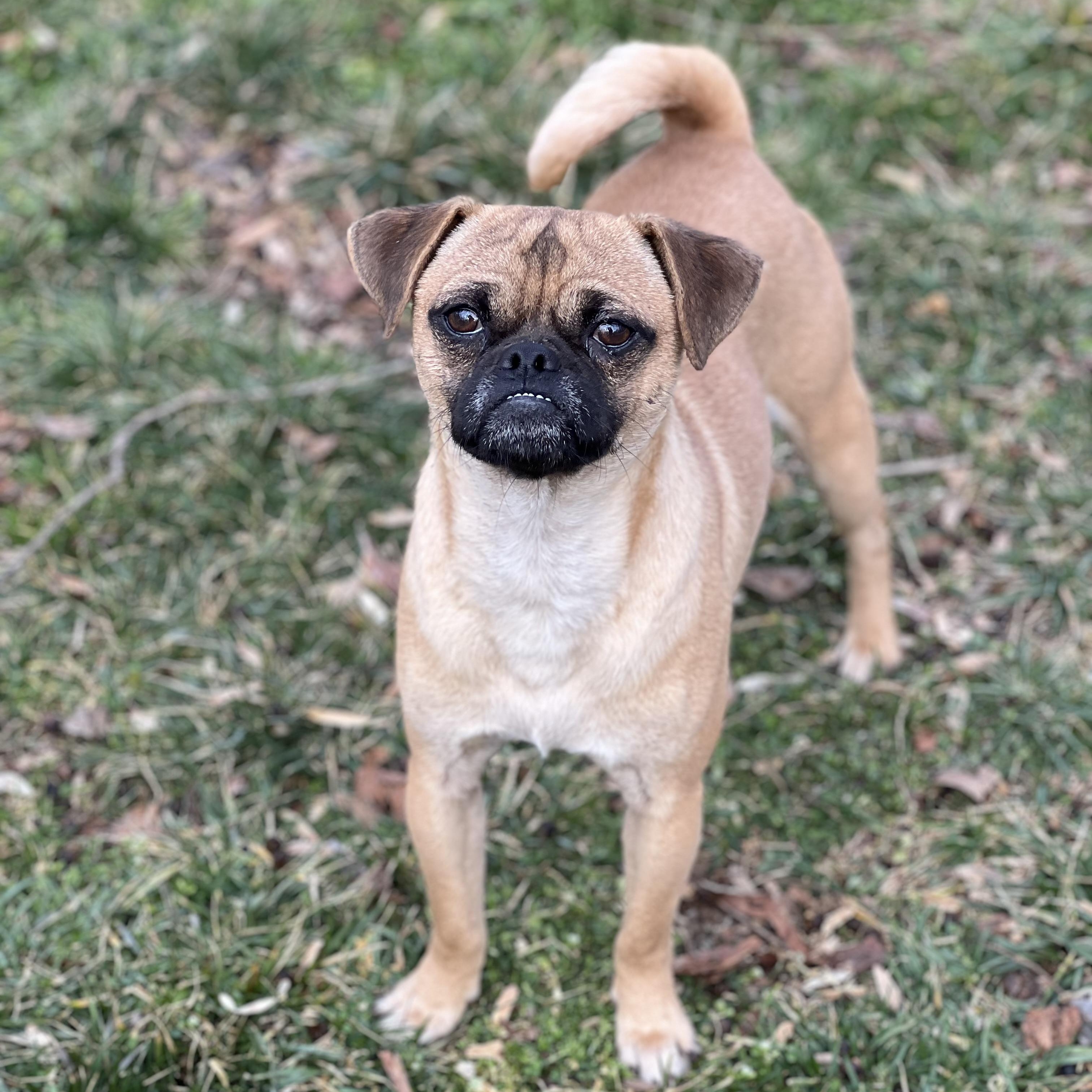 Enlarge Jimbo, a ADOPTABLE mixed breed in Hughesville, MD image 1/5