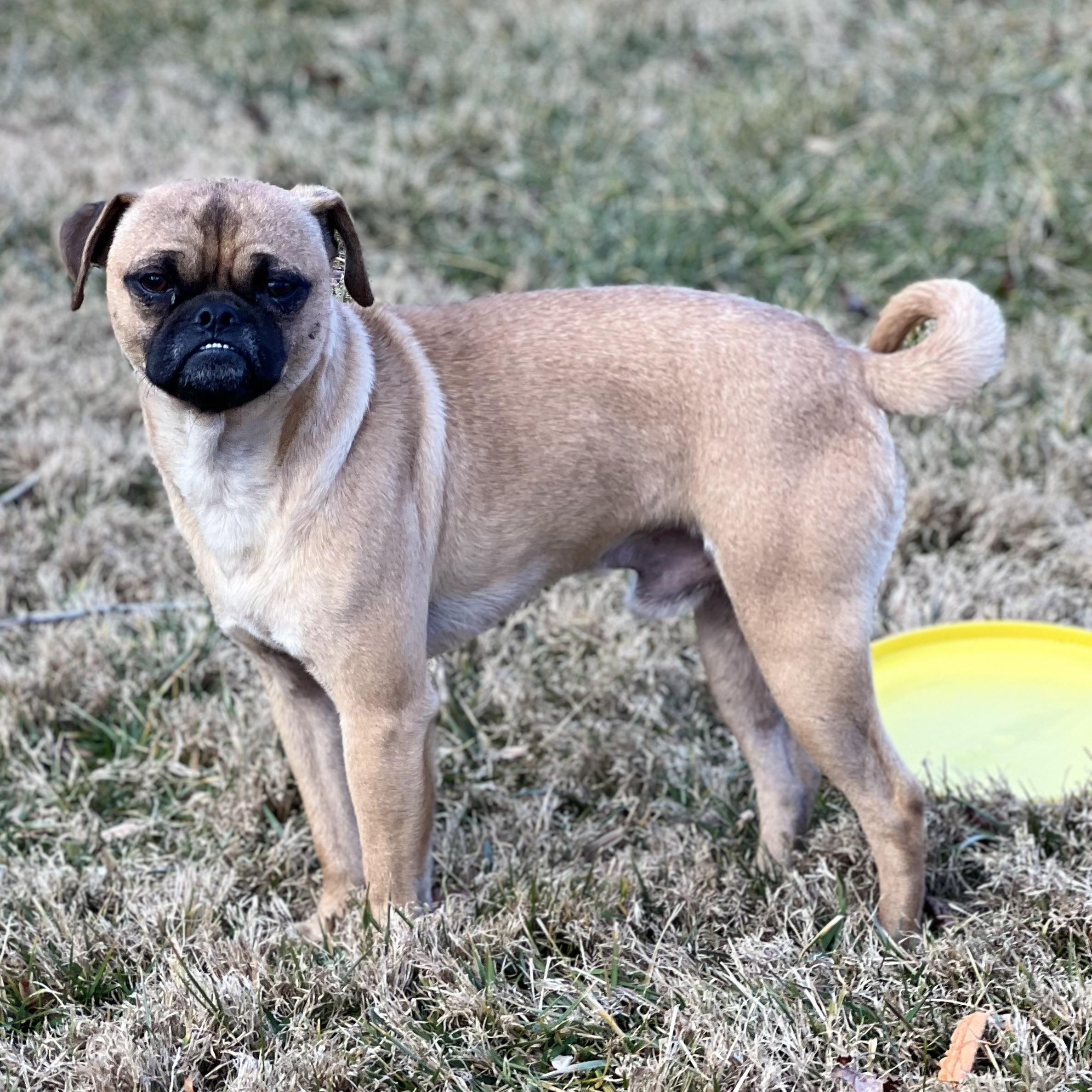 Enlarge Jimbo, a ADOPTABLE mixed breed in Hughesville, MD image 2/5