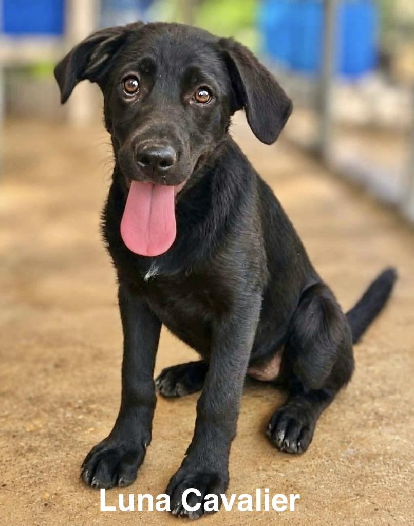 Luna Cavalier, Adopted, Puppy Female Labrador Retriever.