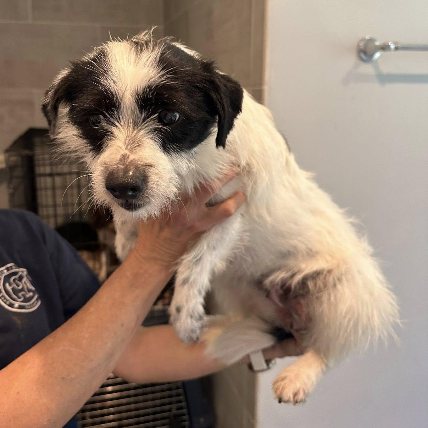 Arya, Adoptable, Adult Female Shih poo & Australian Shepherd.
