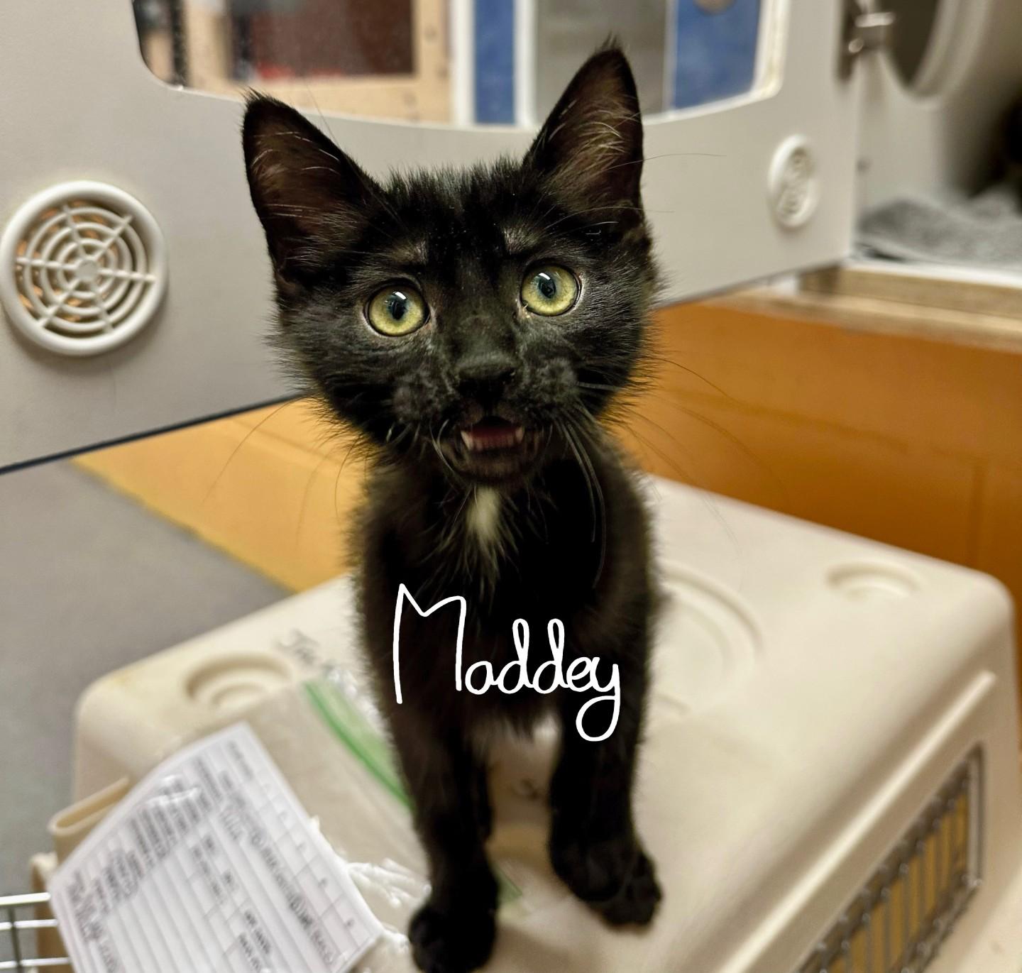Maddey Deloney, Adoptable, Kitten Female Domestic Short Hair.