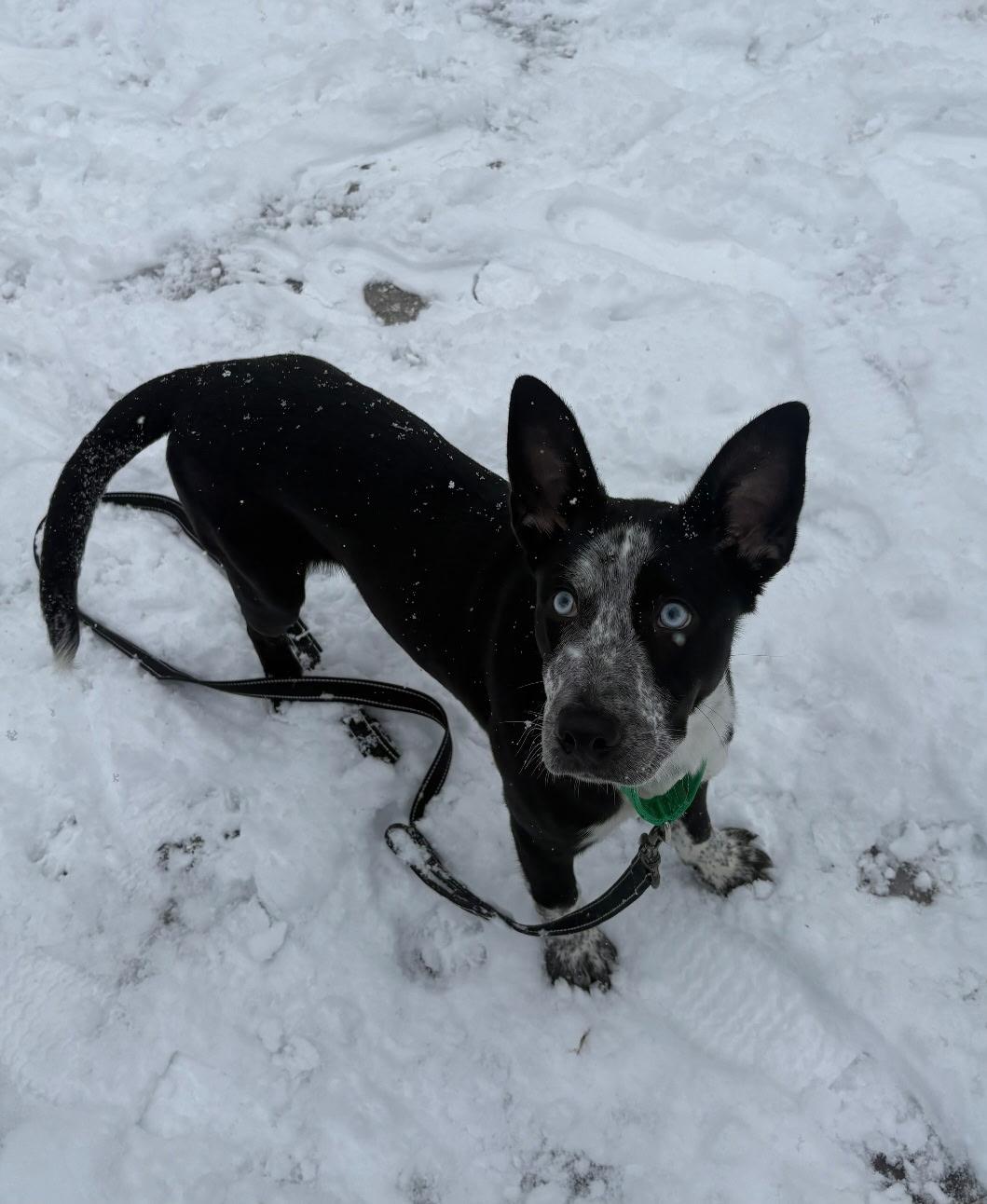 Nova, ADOPTABLE, Adult Female Border Collie.