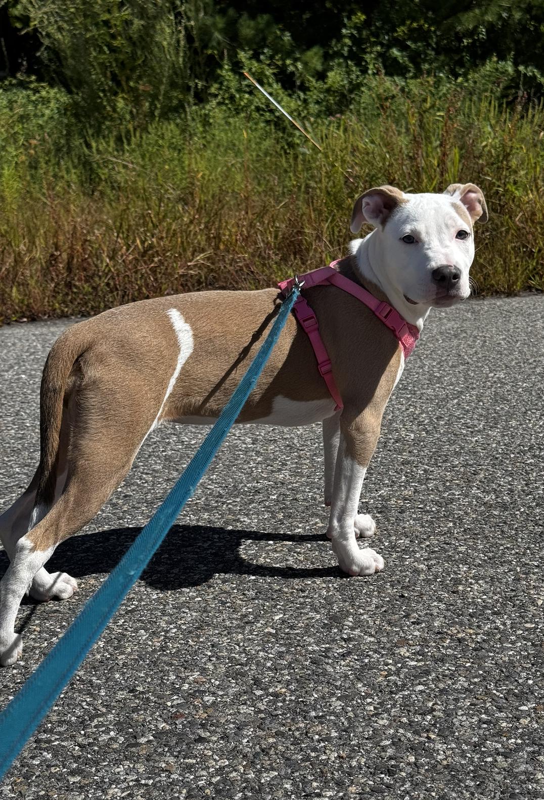 Enlarge Madam Mim, a Adoptable mixed breed in Portland, ME image 2/6