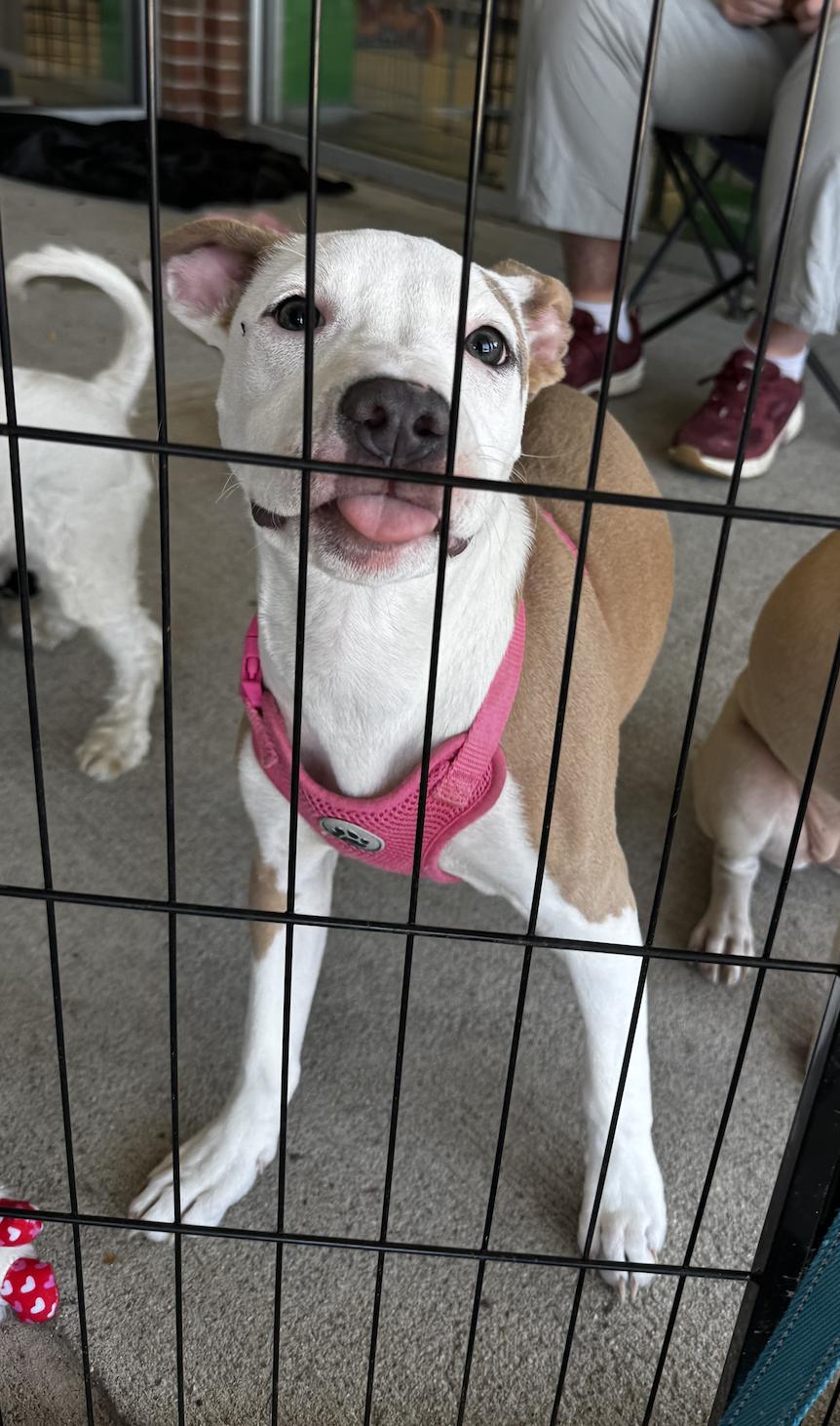 Enlarge Madam Mim, a Adoptable mixed breed in Portland, ME image 3/6