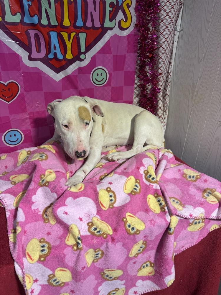 Enlarge Priscilla, a Adoptable mixed breed in Opelousas, LA image 1/2