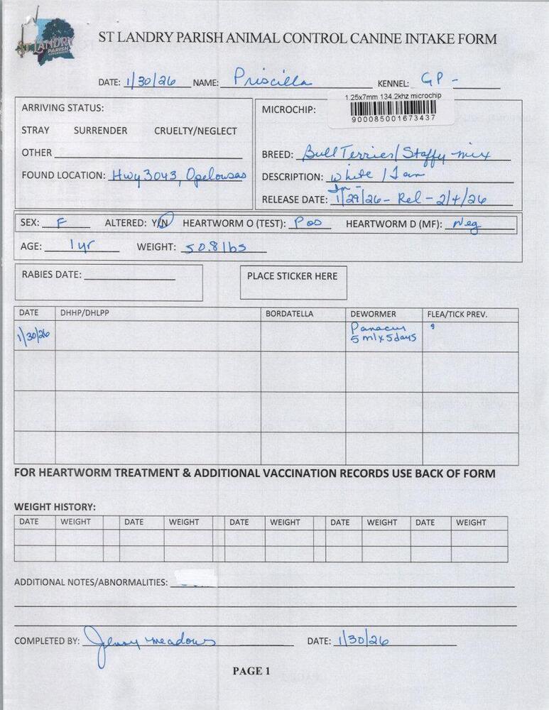 Enlarge Priscilla, a Adoptable mixed breed in Opelousas, LA image 2/2