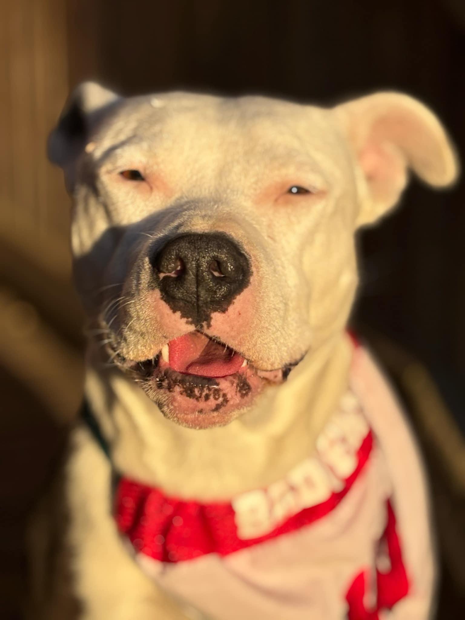 Esme, an adoptable Mixed Breed in Watertown, WI, 53094 | Photo Image 3