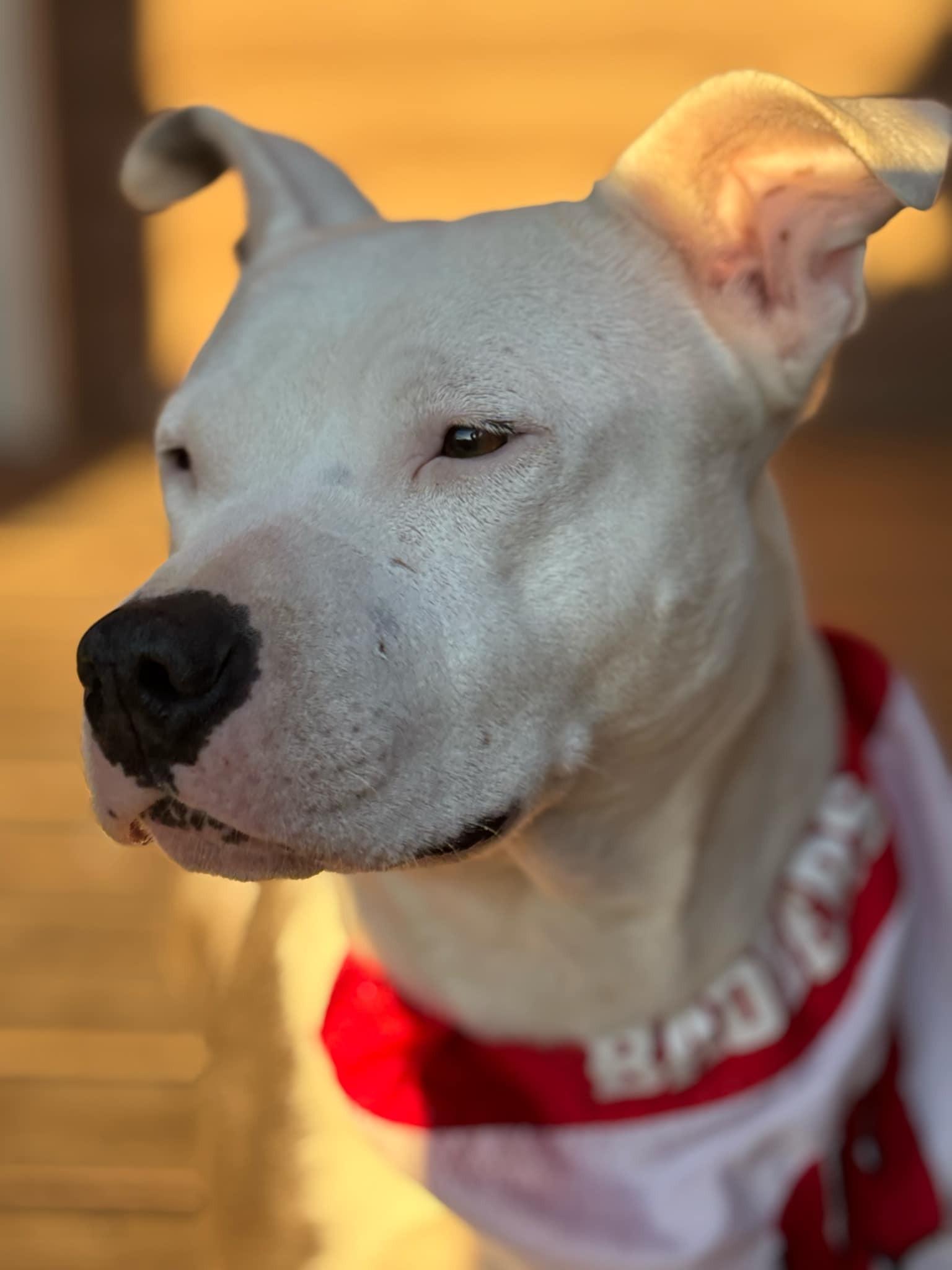 Esme, an adoptable Mixed Breed in Watertown, WI, 53094 | Photo Image 4