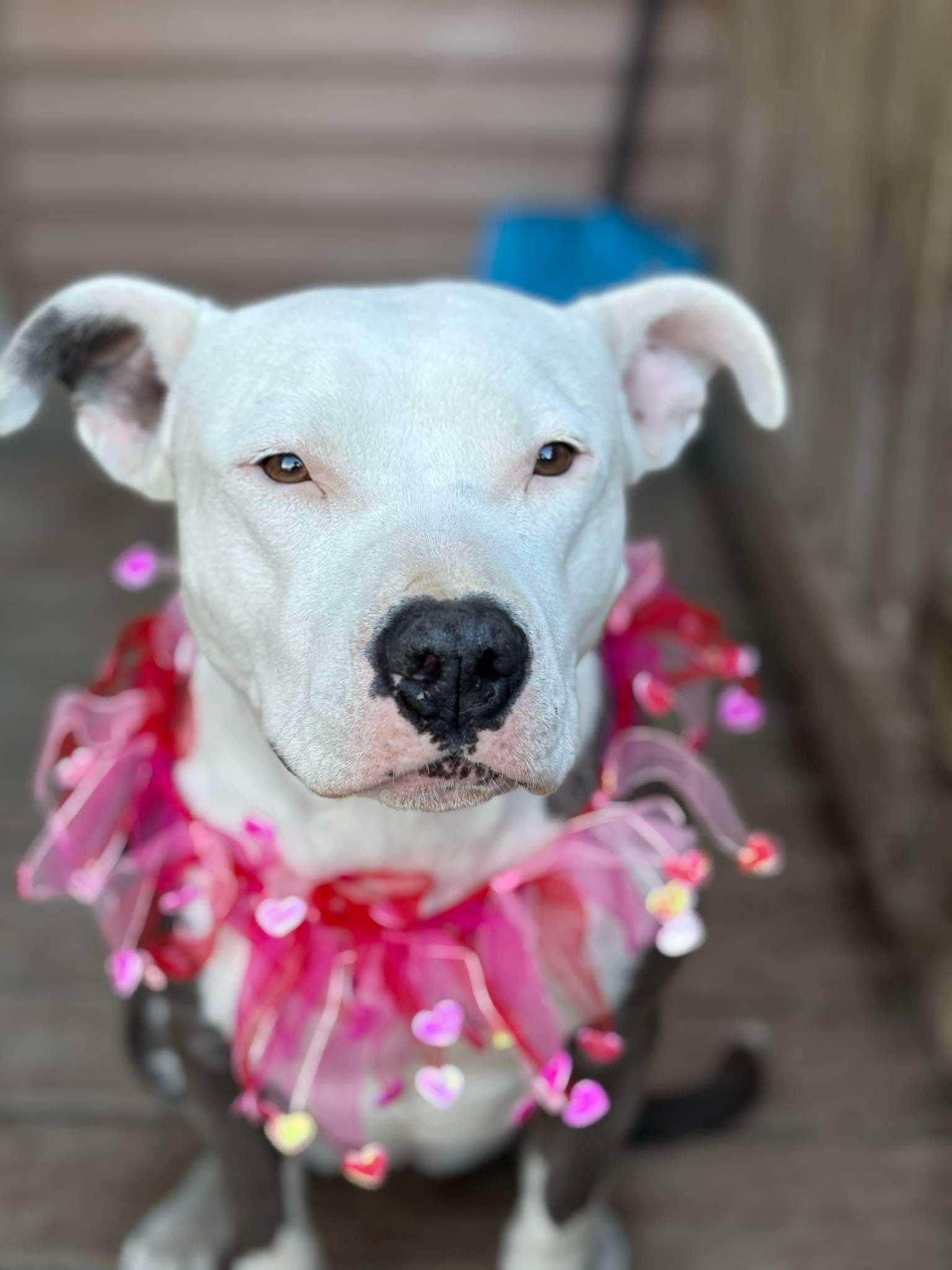 Esme, an adoptable Mixed Breed in Watertown, WI, 53094 | Photo Image 2
