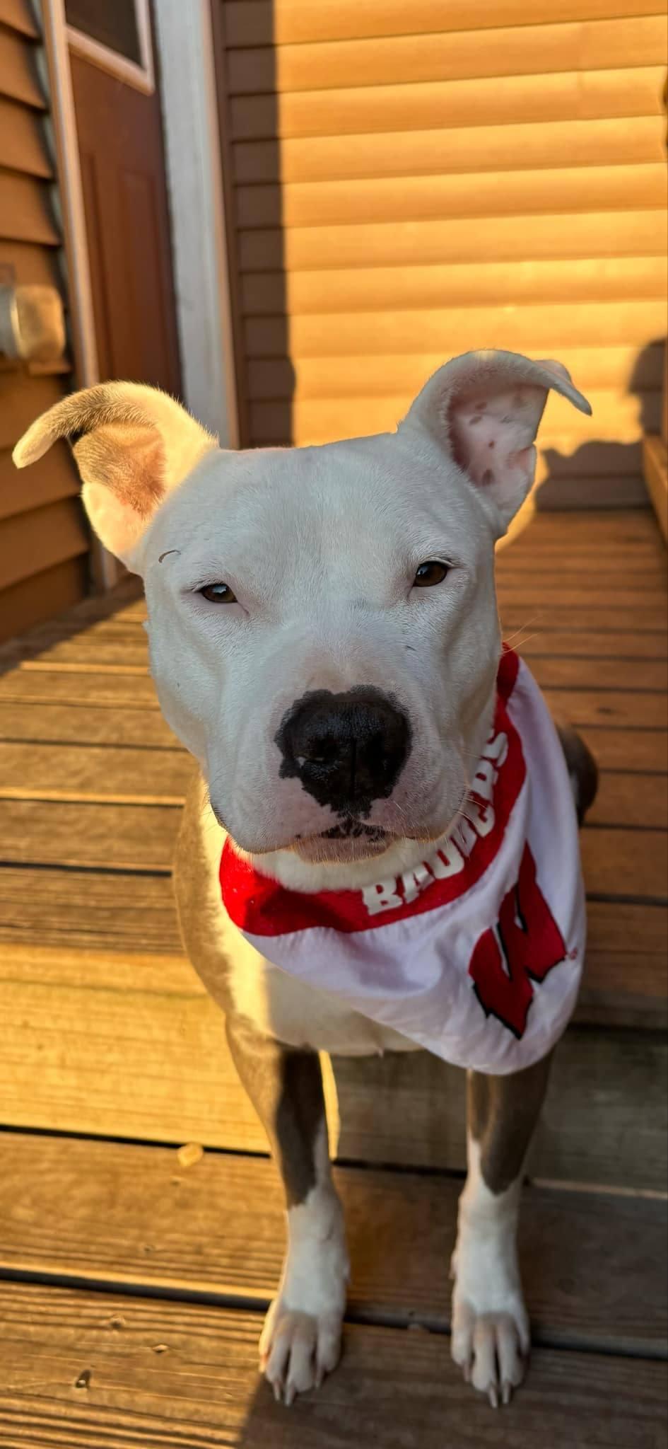 Esme, an adoptable Mixed Breed in Watertown, WI, 53094 | Photo Image 5