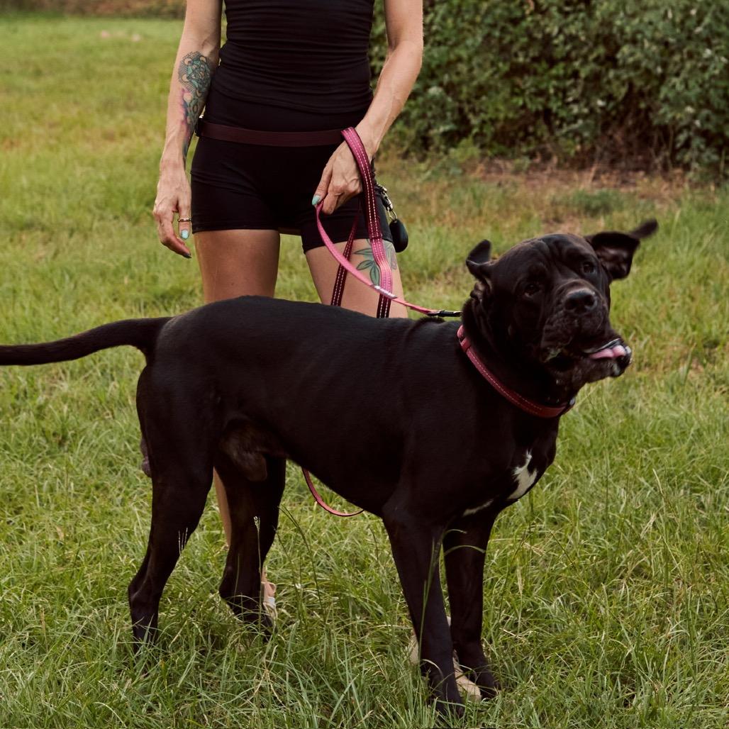 Enlarge Havoc, a Adoptable mixed breed in Cedar Creek, TX image 3/3