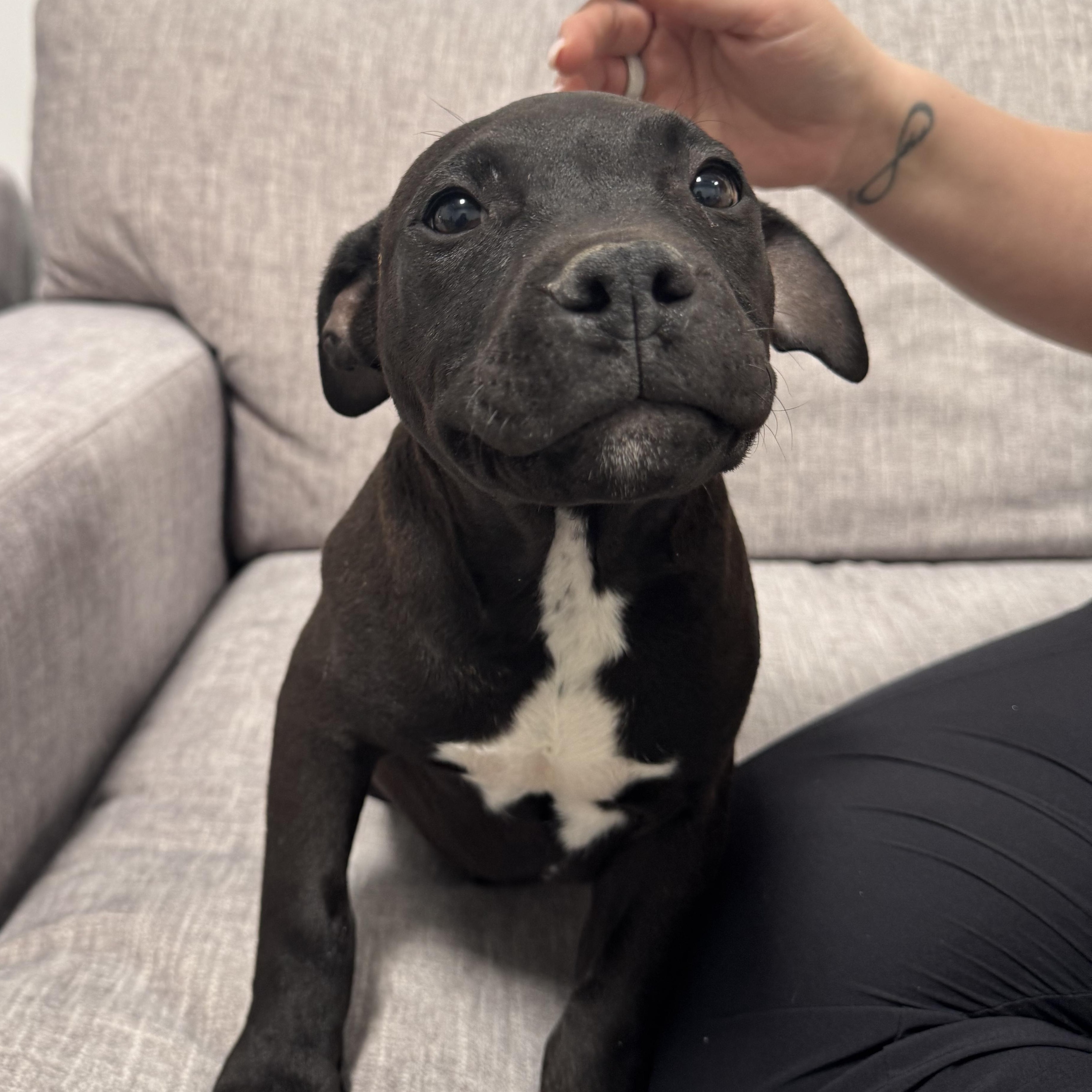 Enlarge Doritos Locos, a Adoptable mixed breed in Henderson, NV image 3/3