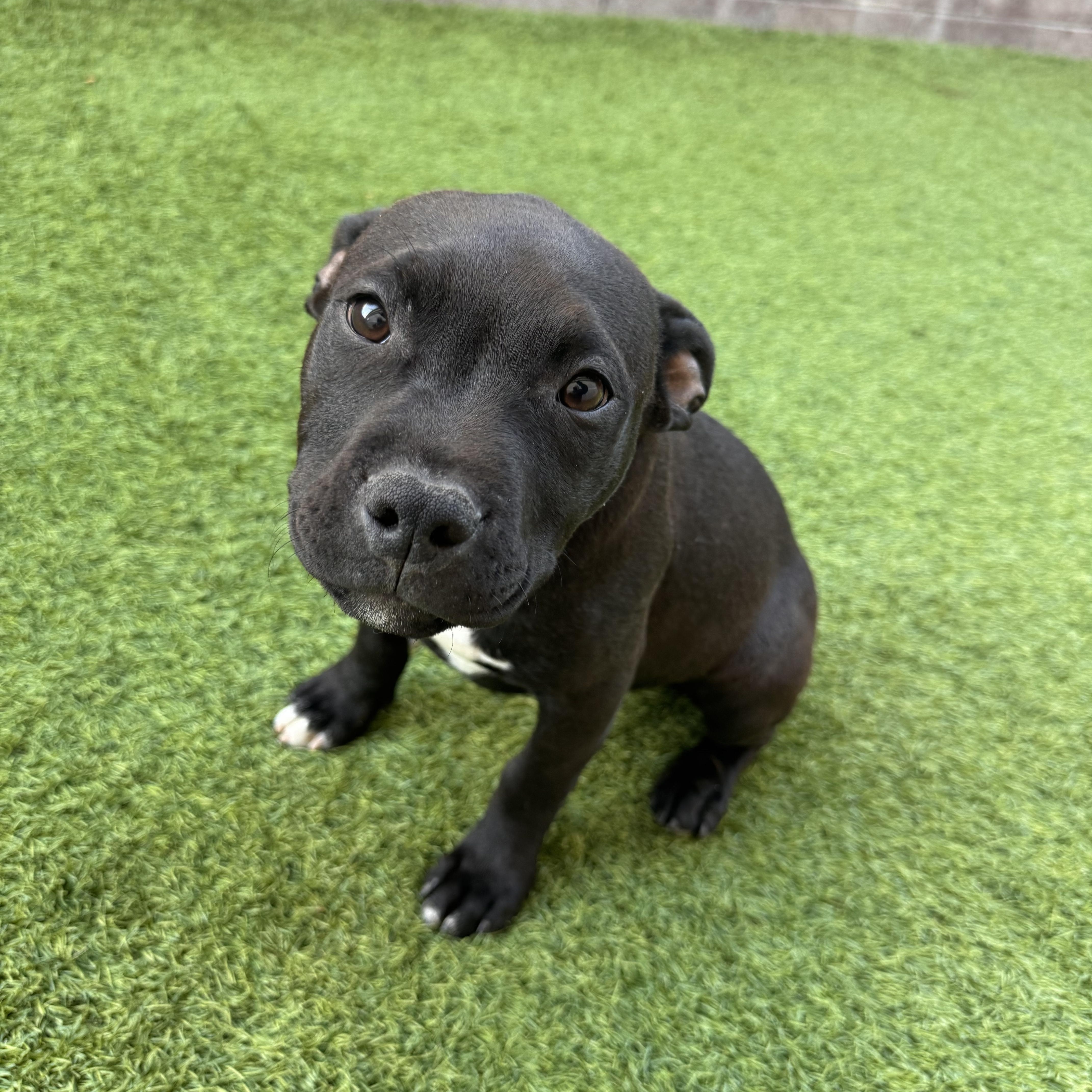 Enlarge Doritos Locos, a Adoptable mixed breed in Henderson, NV image 2/3