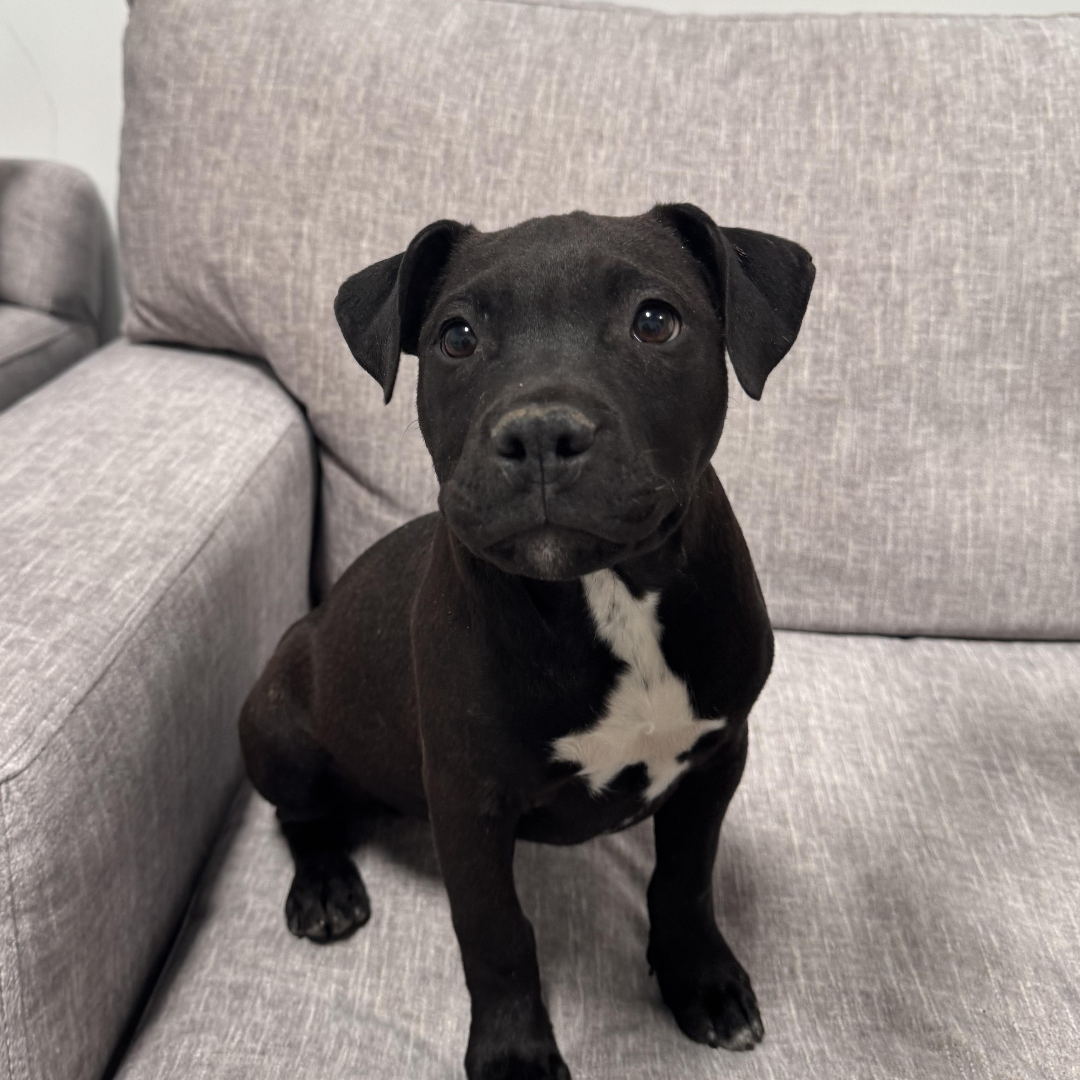 Enlarge Doritos Locos, a Adoptable mixed breed in Henderson, NV image 1/3