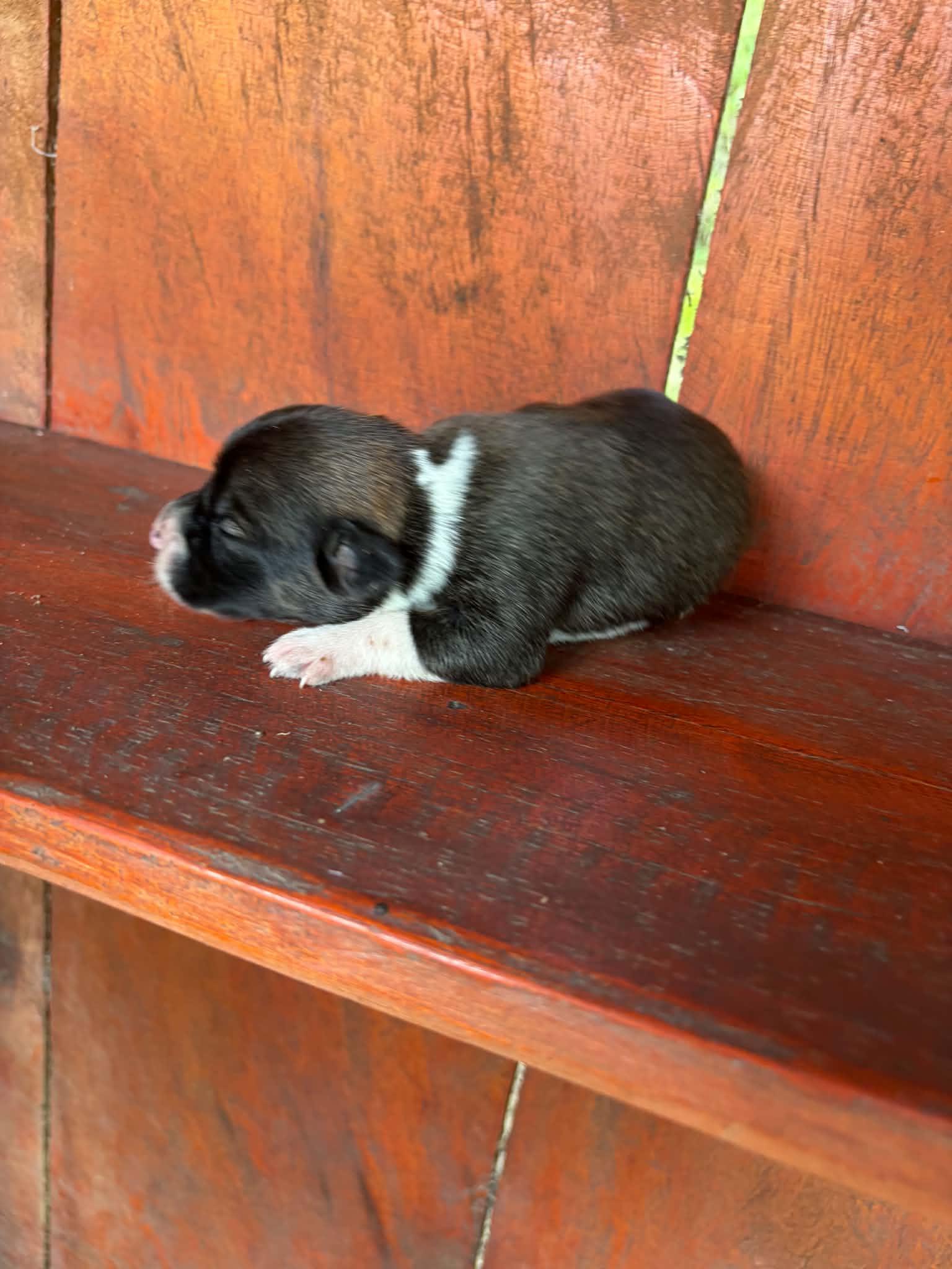 Jueves, adopted, Puppy Male Shorkie.