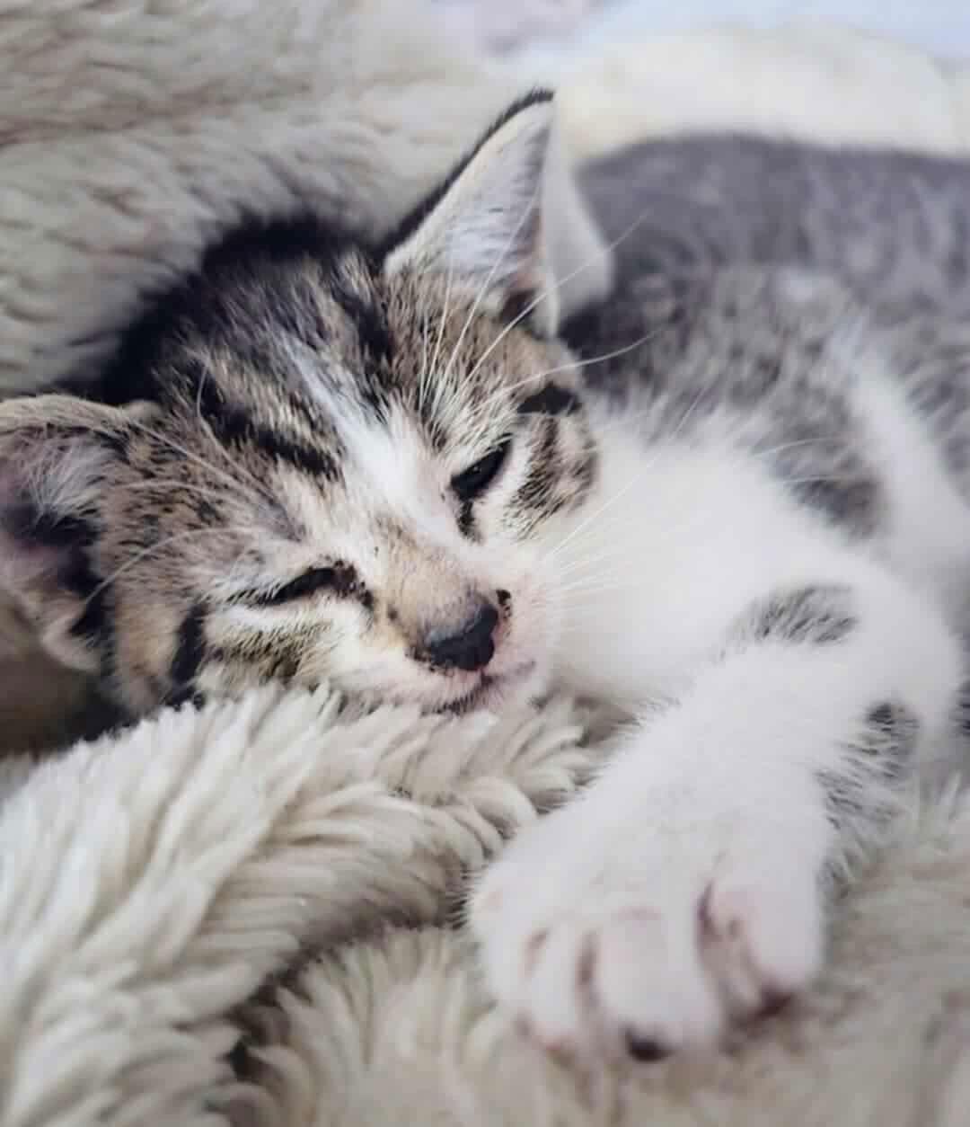 Polly YOUNG TABBY FEMALE, Adoptable, Young Female Domestic Short Hair & Tabby.