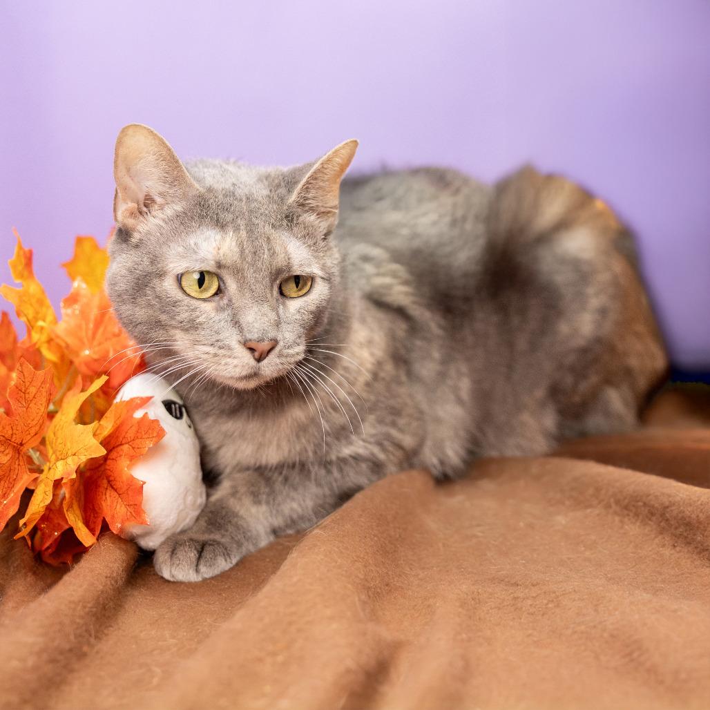 Briar, Adoptable, Adult Female Domestic Short Hair.