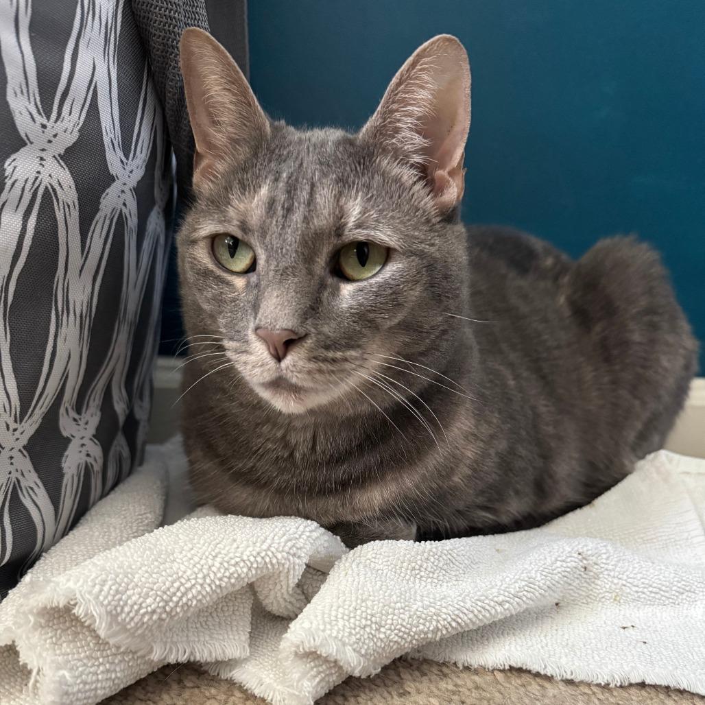 Enlarge Briar, a Adoptable Domestic Short Hair in Durham, NC image 1/6