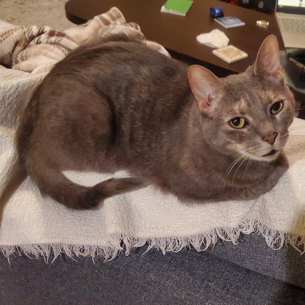 Enlarge Briar, a Adoptable Domestic Short Hair in Durham, NC image 3/6