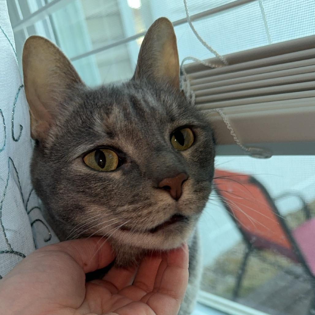 Enlarge Briar, a Adoptable Domestic Short Hair in Durham, NC image 5/6