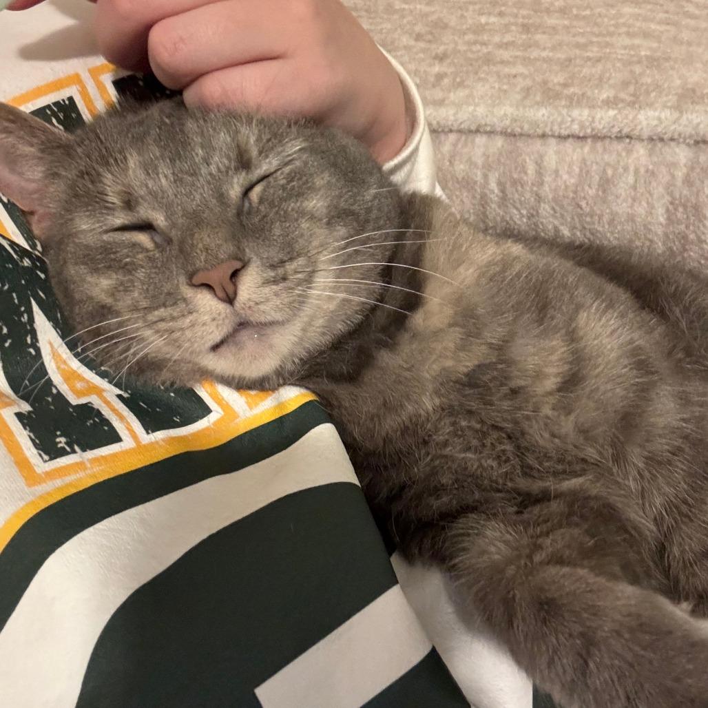 Enlarge Briar, a Adoptable Domestic Short Hair in Durham, NC image 6/6