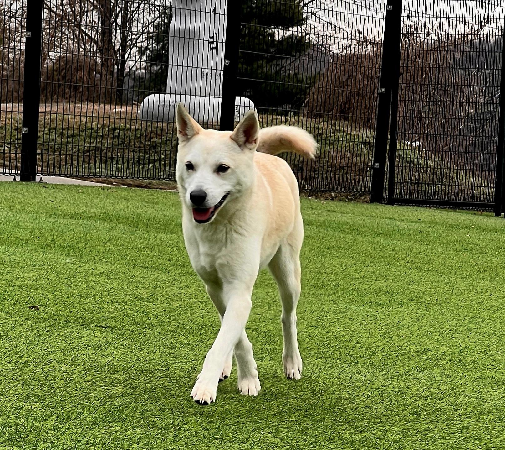 Prime Rose- Lovely Girl-20 lbs. of Love, a Adopted mixed breed in Elma, WA image 2/5